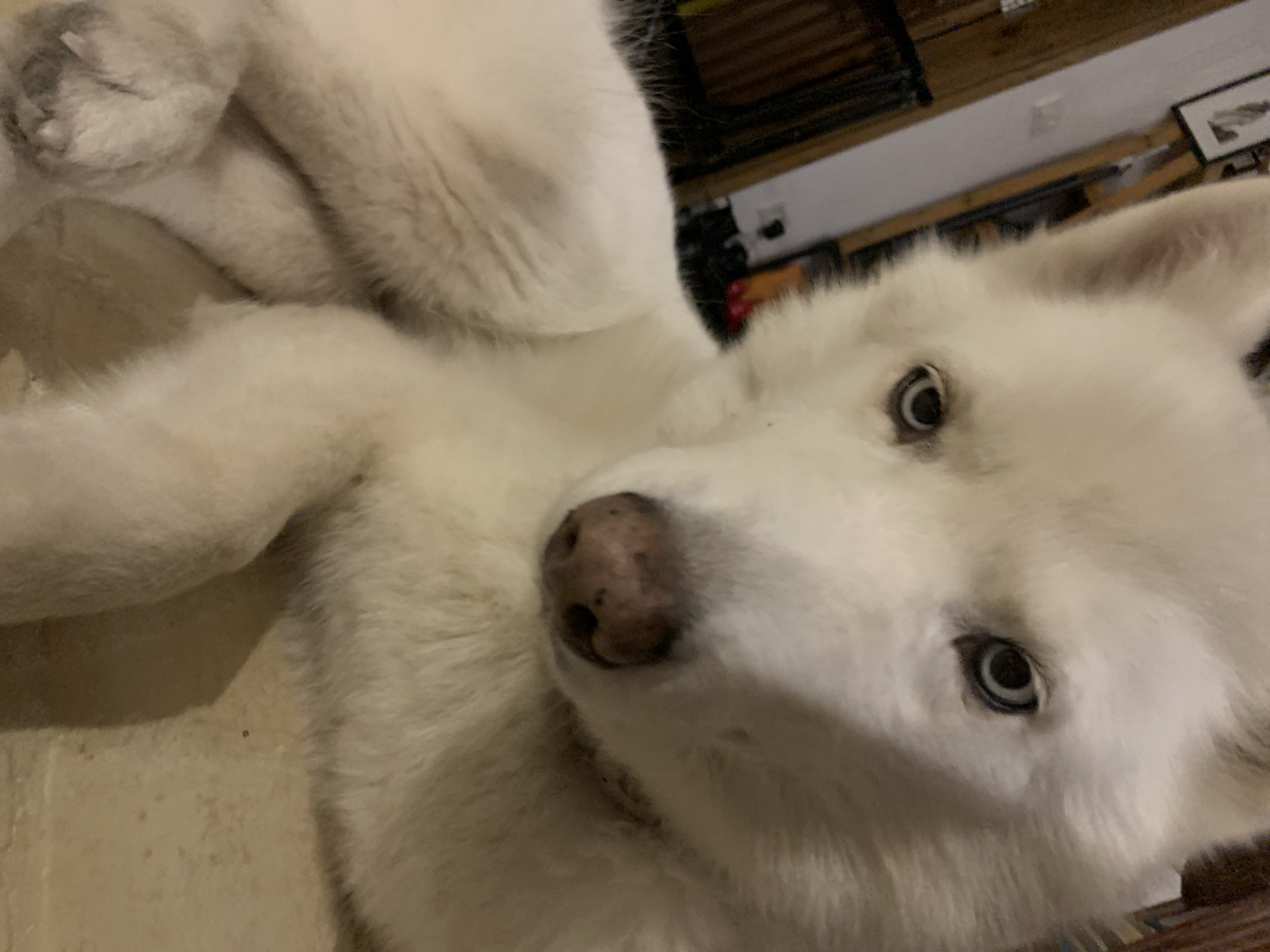 White husky photographed resting indoors in Tel Aviv