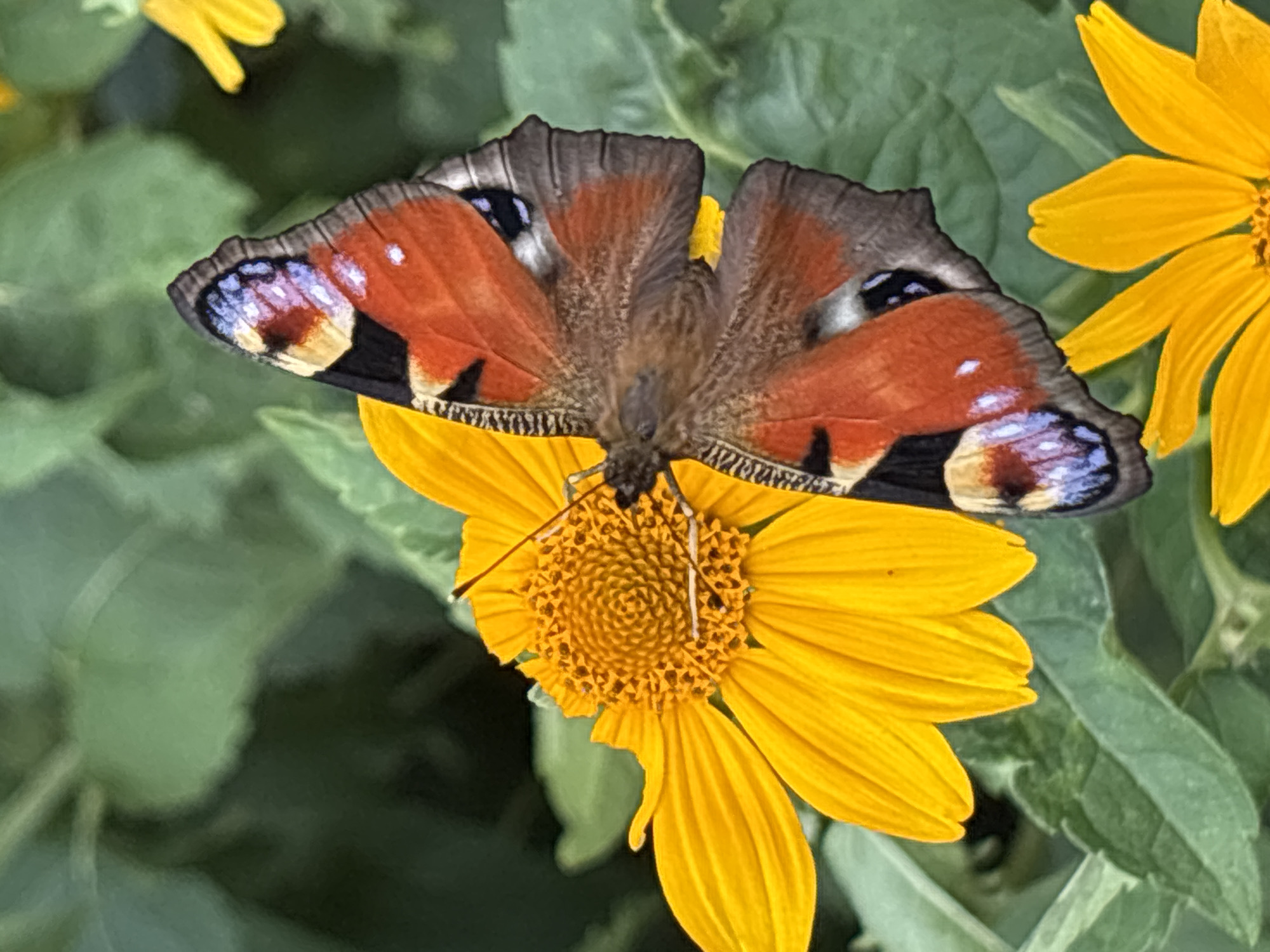 Peacock butterflies and a bumblebee on yellow daisies in Minsk