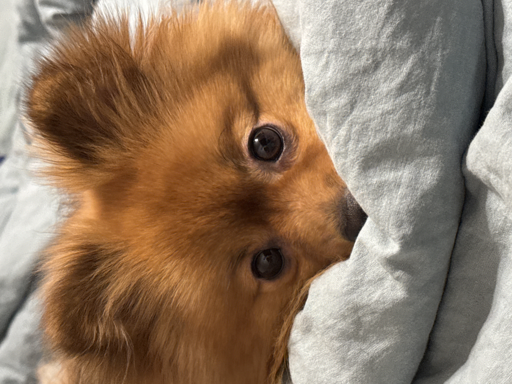 Pomeranian photoshoot on the couch, Khimki