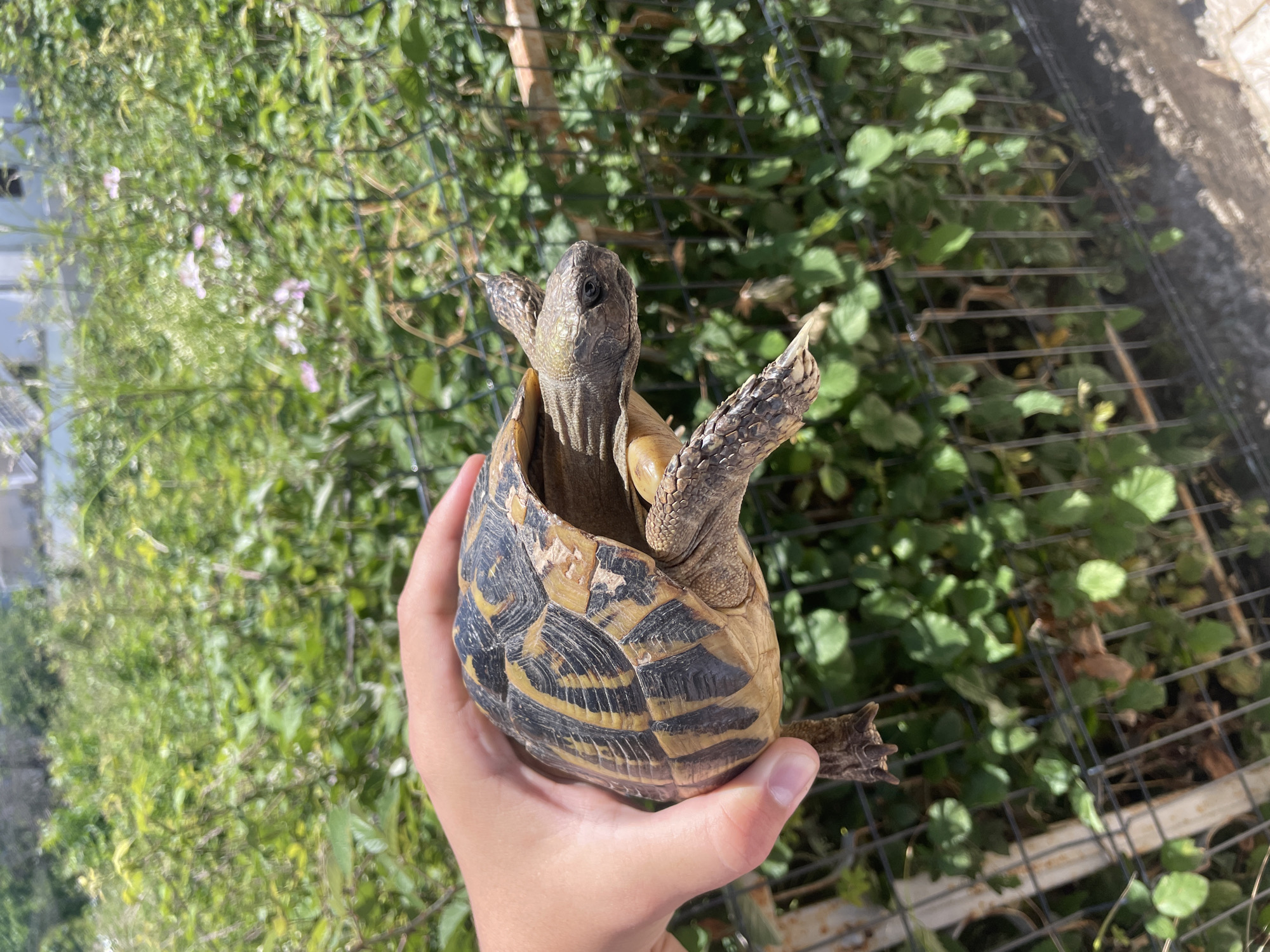 Person holds tortoise outdoors in Montenegro village