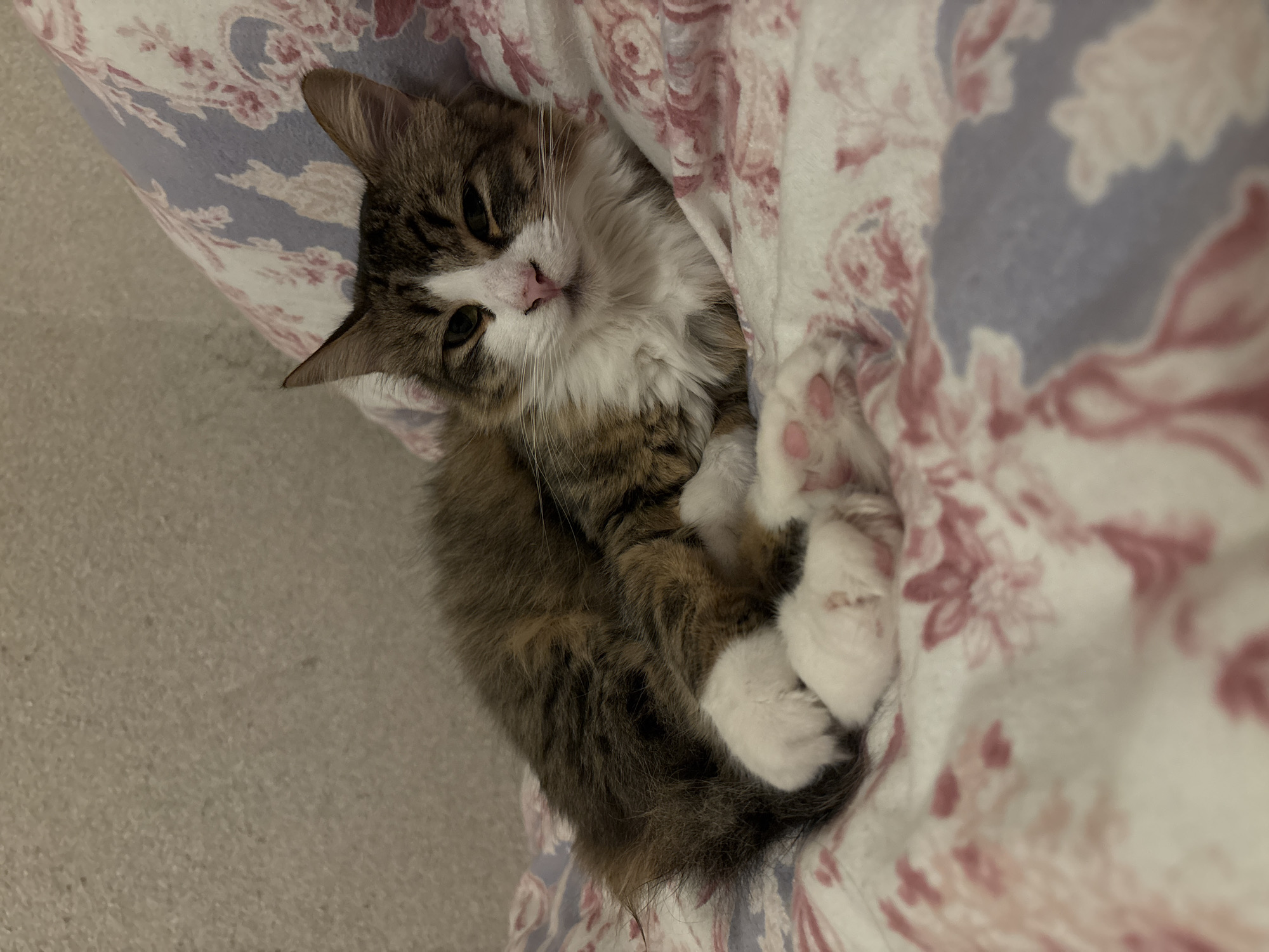 Tabby cat rests on floral bedding in Bulgaria