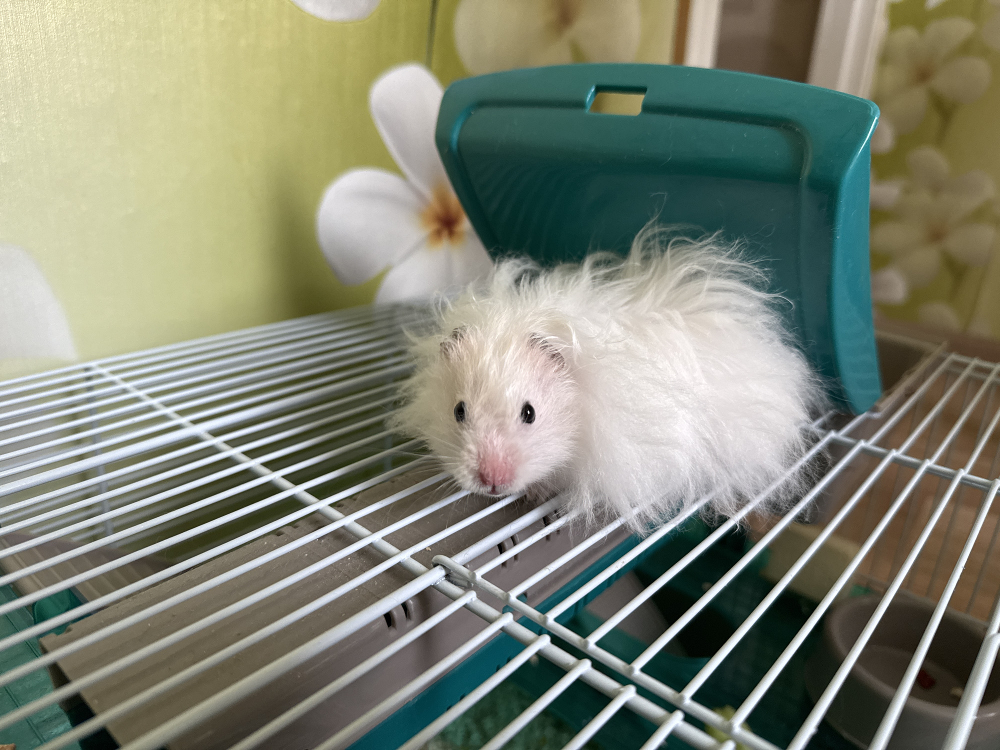 Pet owner documents fluffy hamster's day in Solikamsk