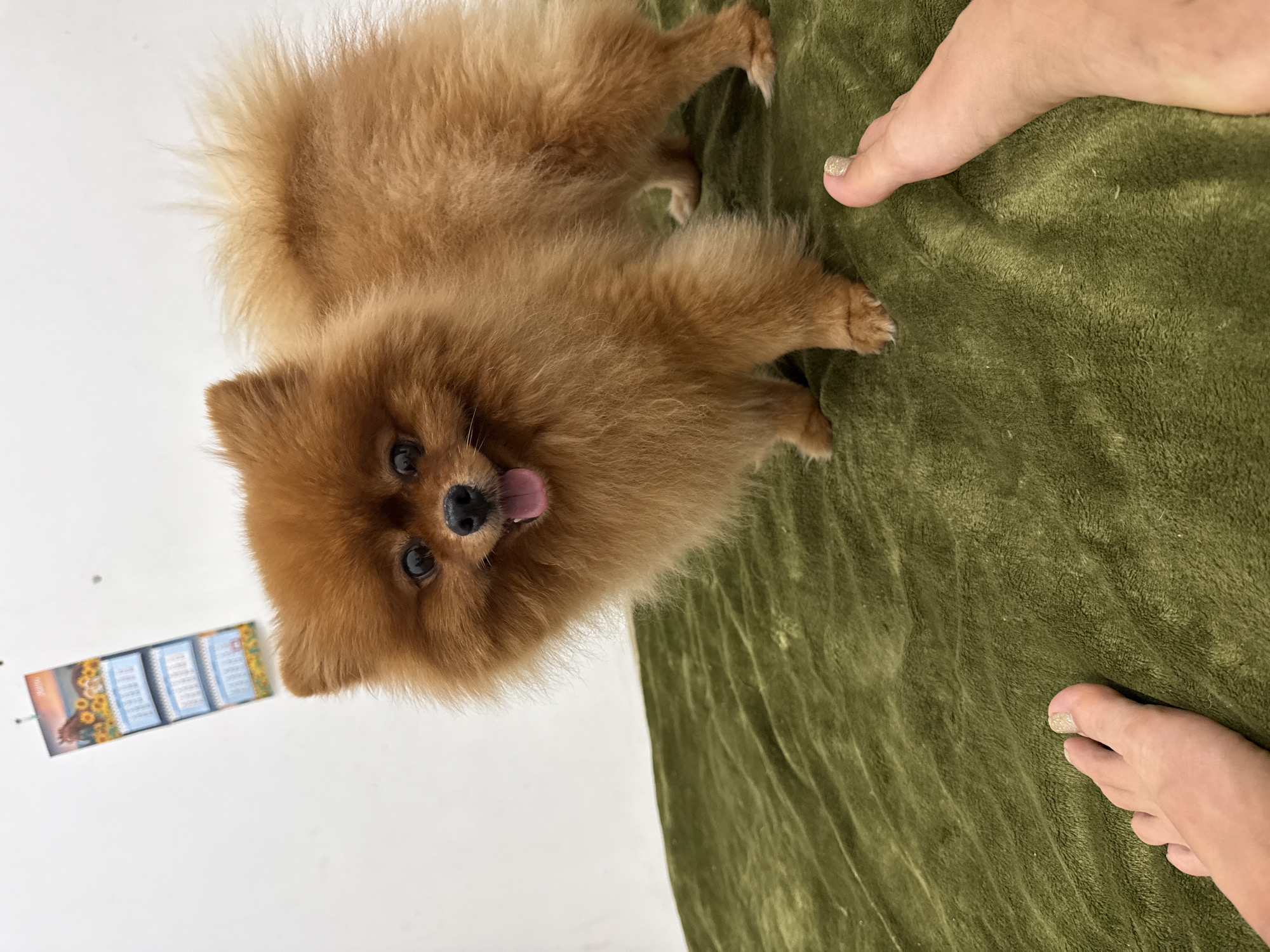 Afternoon bed hang with a Pomeranian in Nha Trang