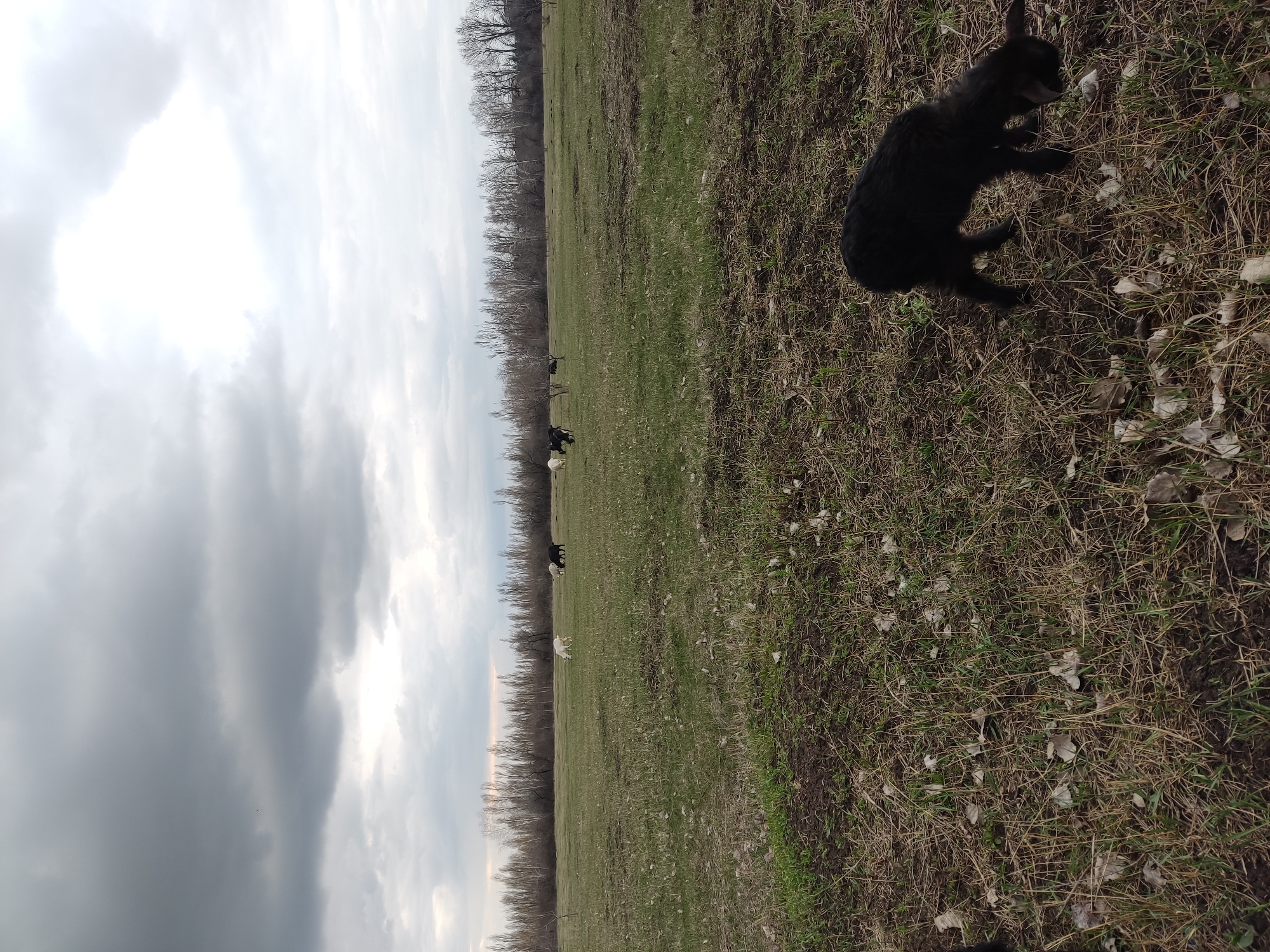 Rural wildlife and livestock observed in Makiivka fields