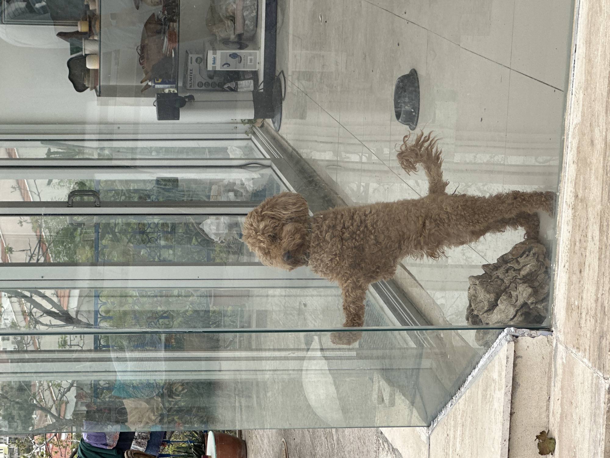 Brown poodle spotted on tiled surface in Datça, Turkey
