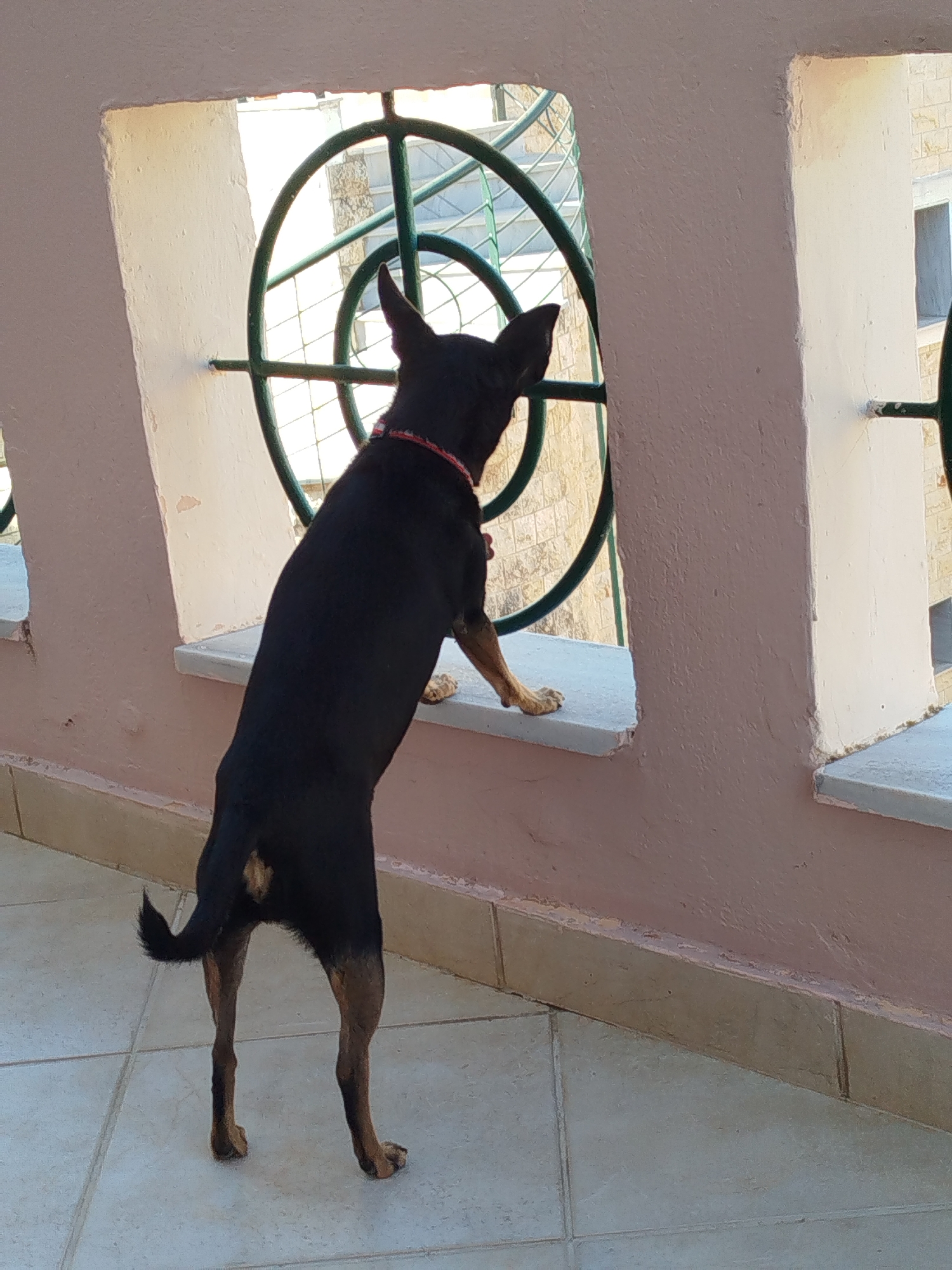 Miniature Pinscher explores a Greek property in Sithonia