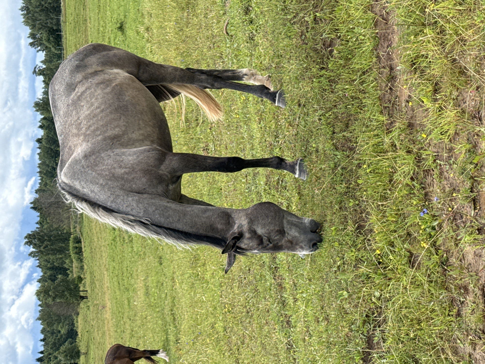 Horses grazing in a summer meadow in Galinė, Lithuania