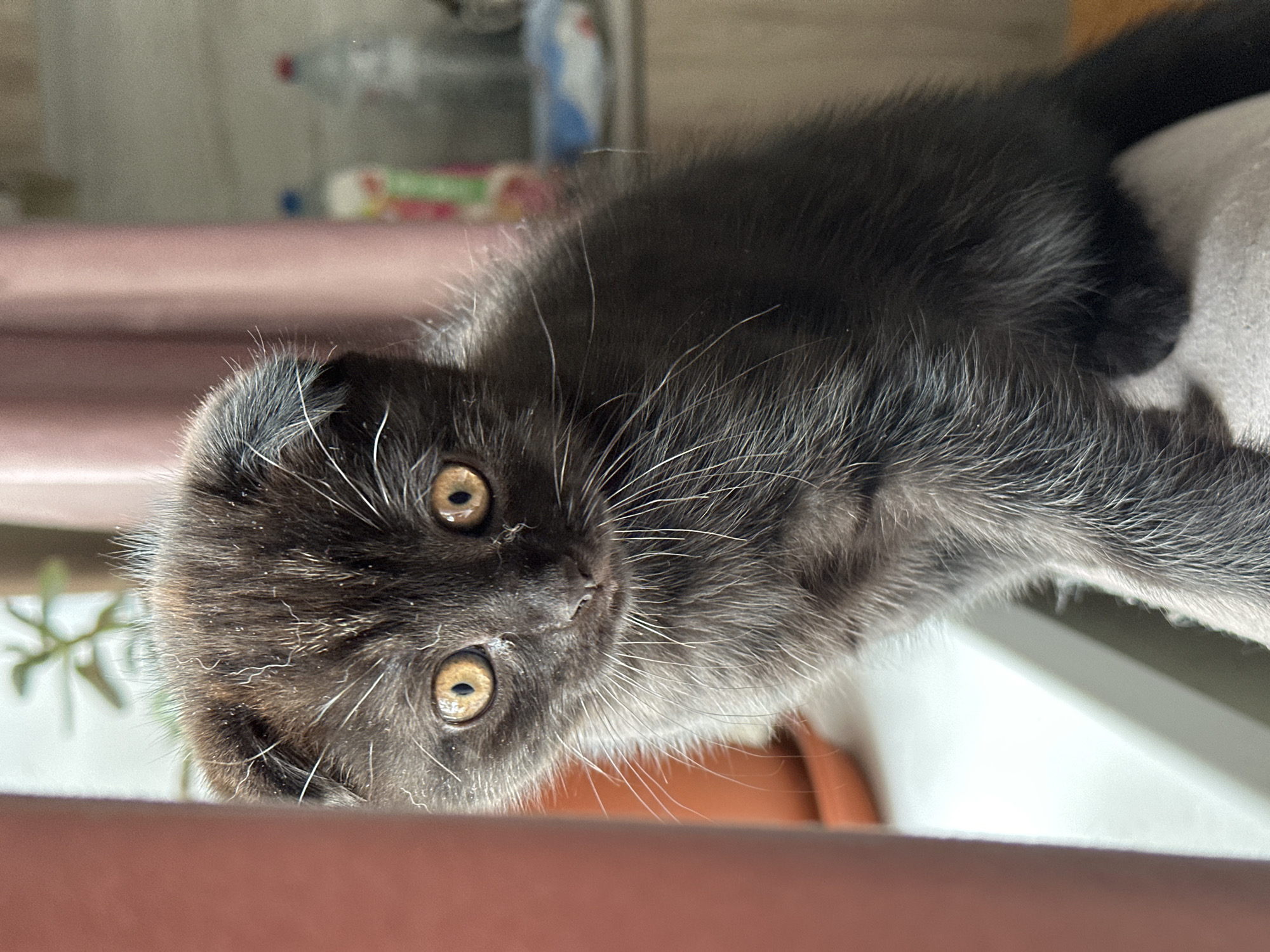 Scottish Fold kittens at home in Samara on a June morning