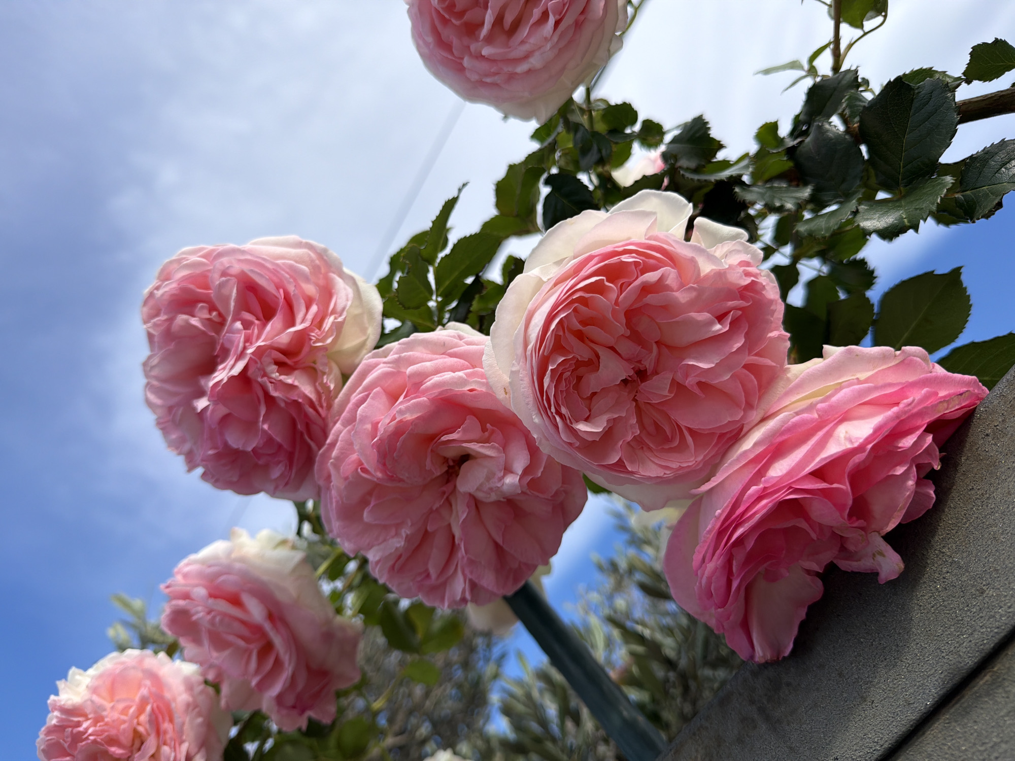 Person photographs pink roses in Mont-roig del Camp