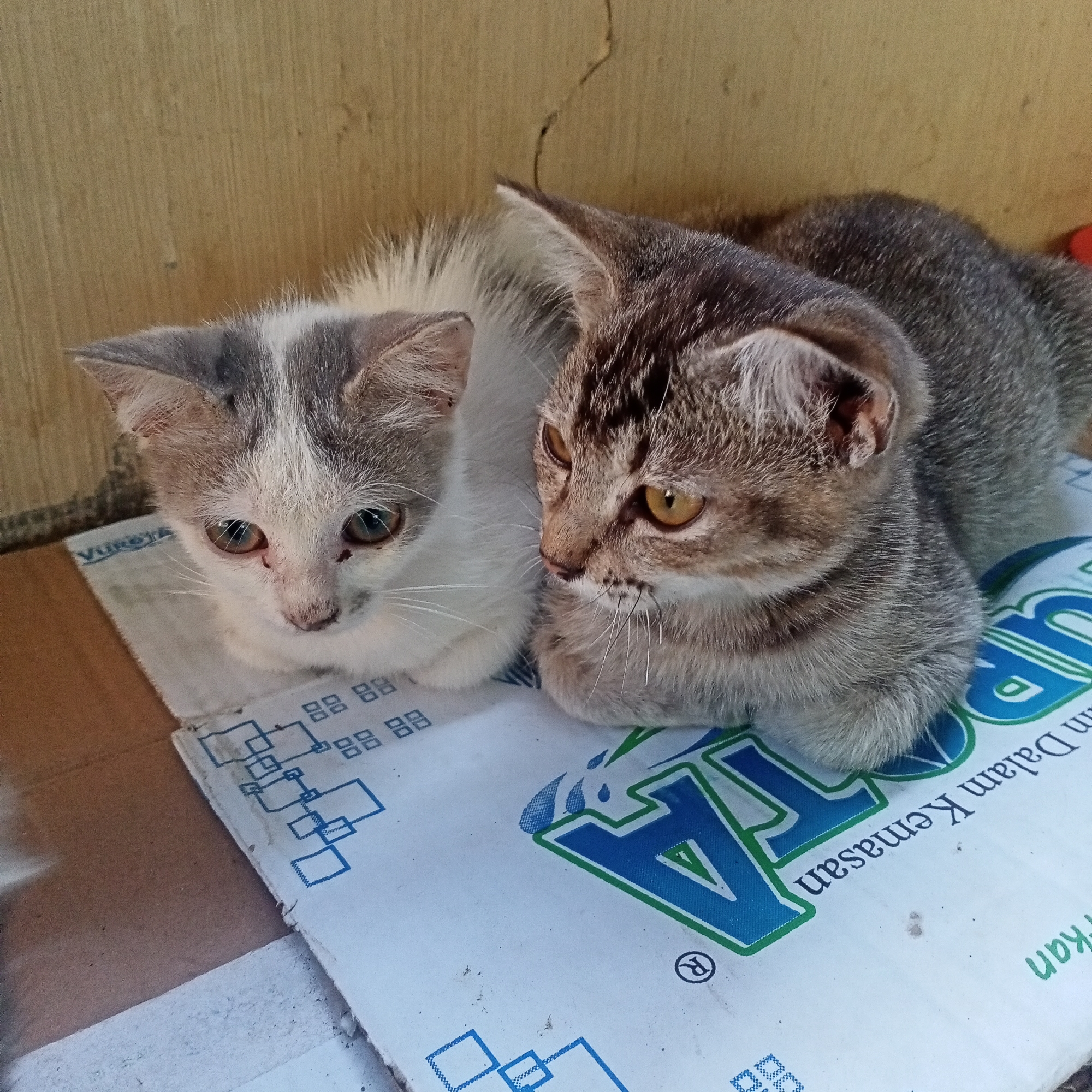 Tabby and gray-white kittens resting together on cardboard