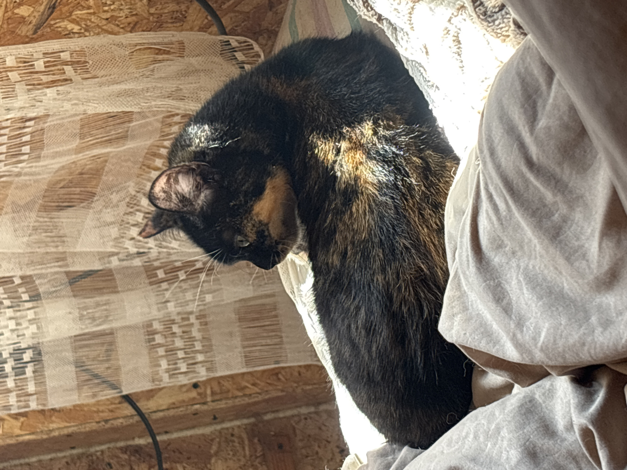 Cat in a sunlit room, skylight above — a quiet morning indoors