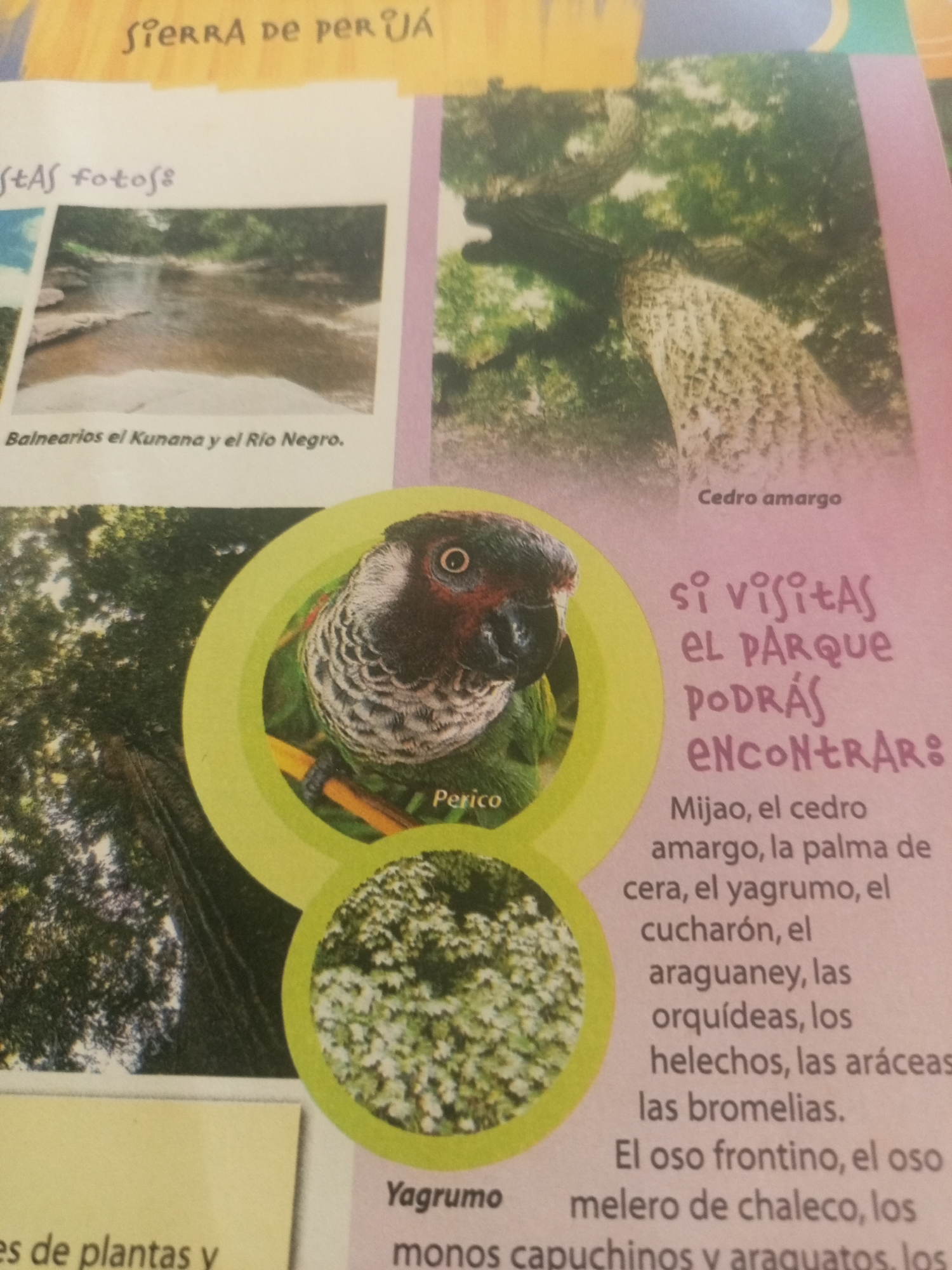 Spanish-language Disney Pixar children's books browsed in Venezuela