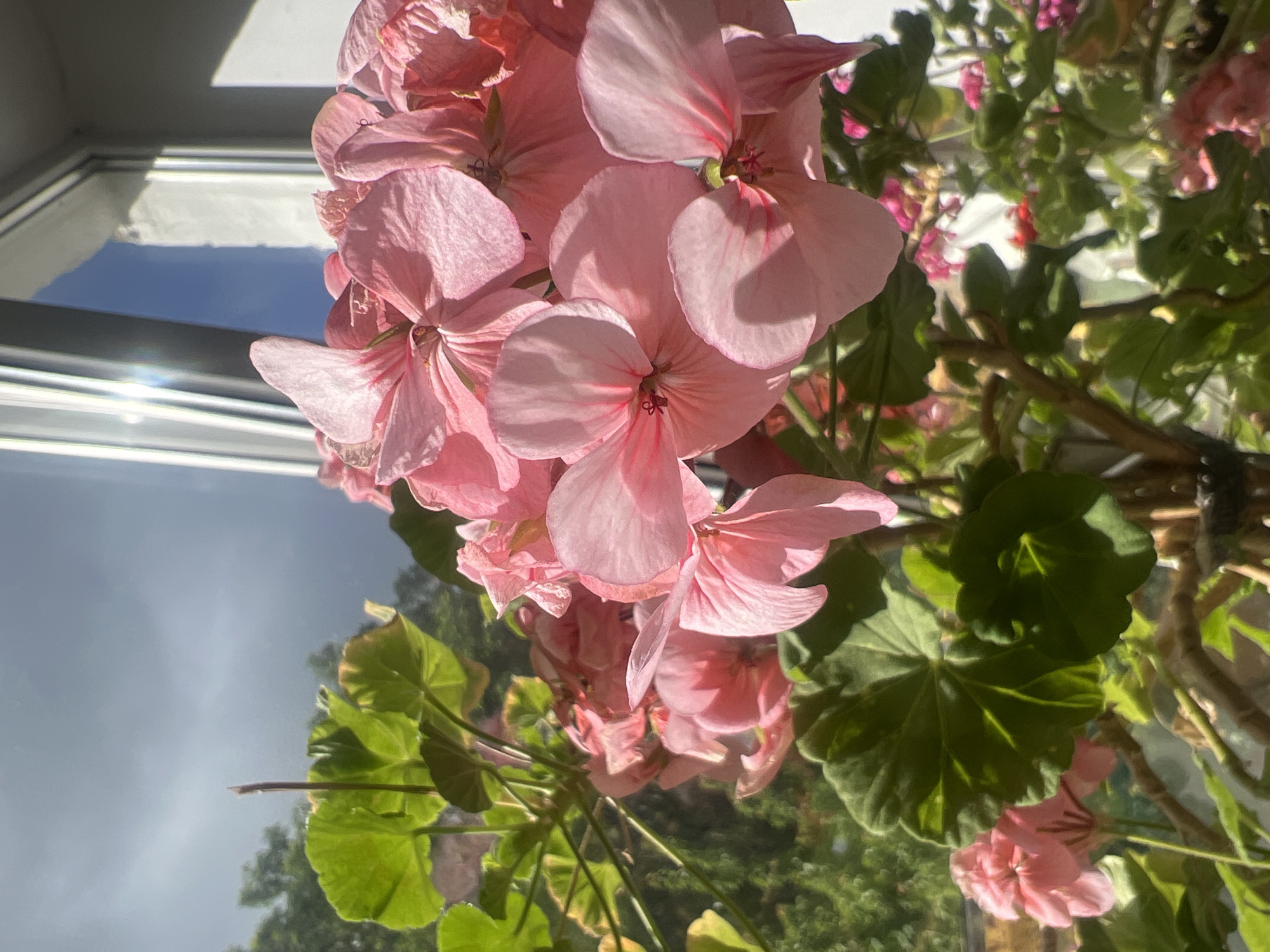 Geraniums in bloom on a summer morning in Zarechny