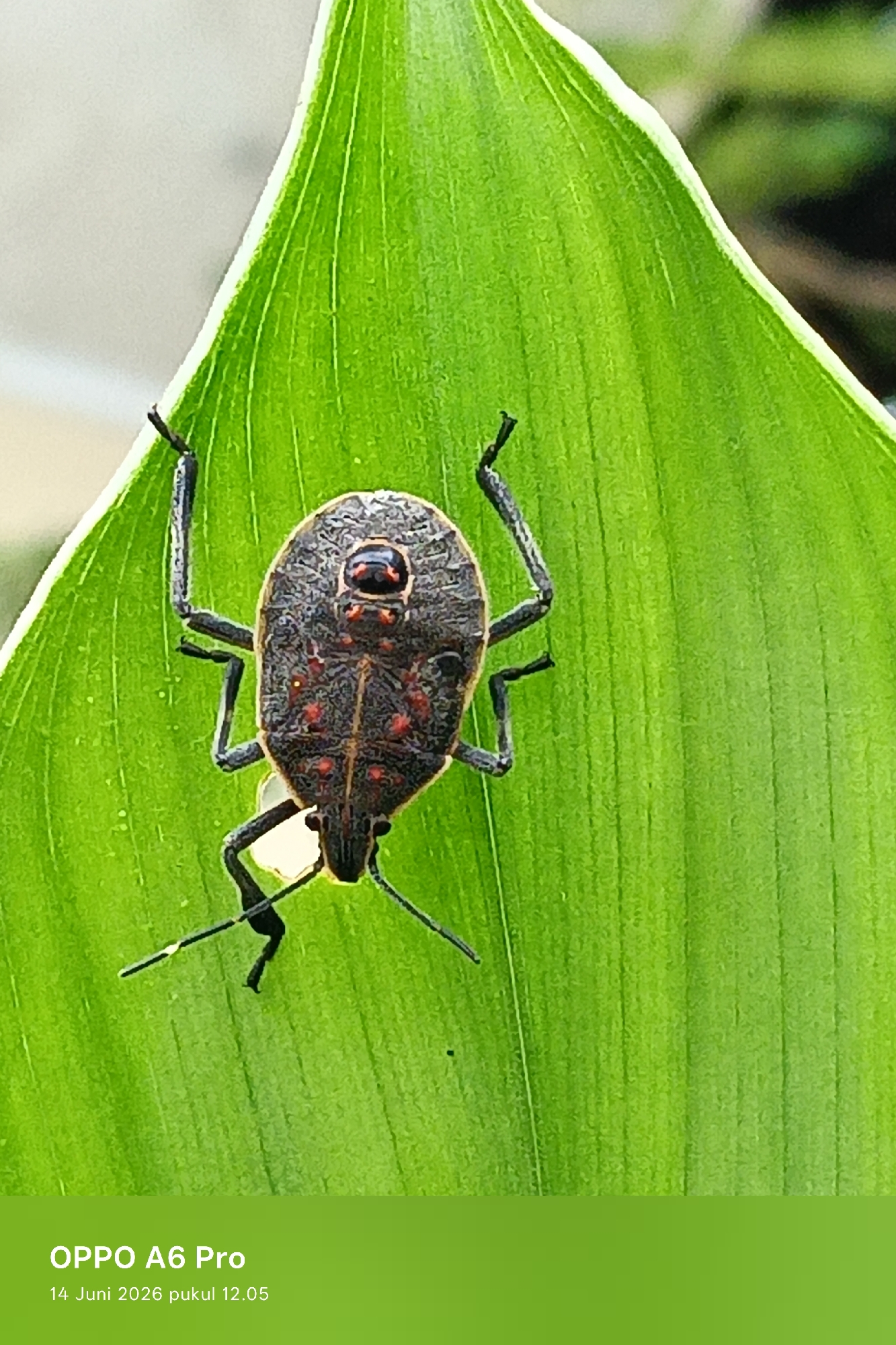 Spotted insect on green leaf in Lhokseumawe