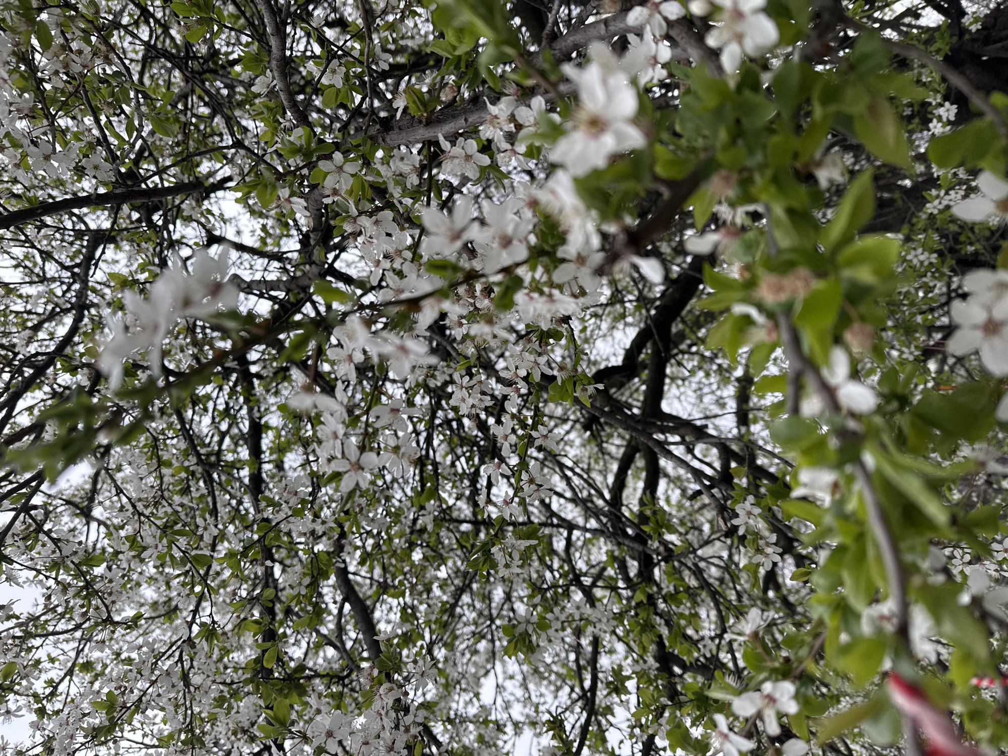 Spring blooms observed in Sofia amid cloudy skies