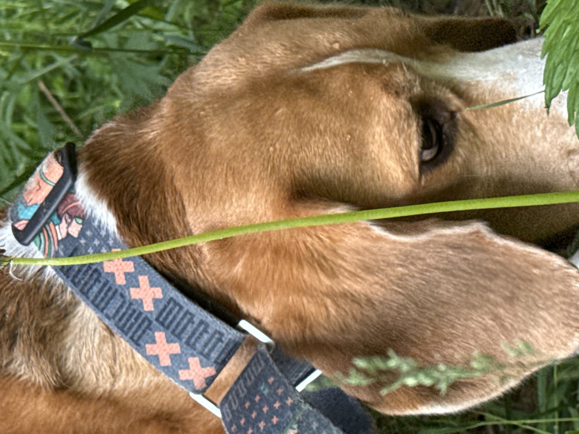 Early morning photography walk captures dog, flowers in Chaikovsky Russia