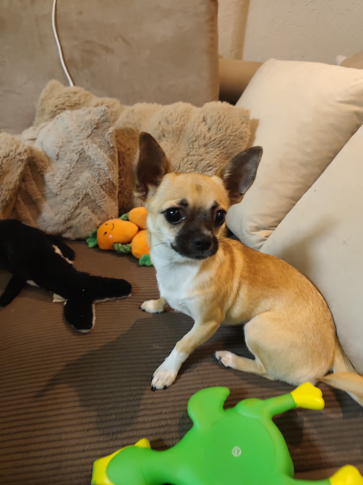 Domestic pets and Easter decorations captured in Sandanski home