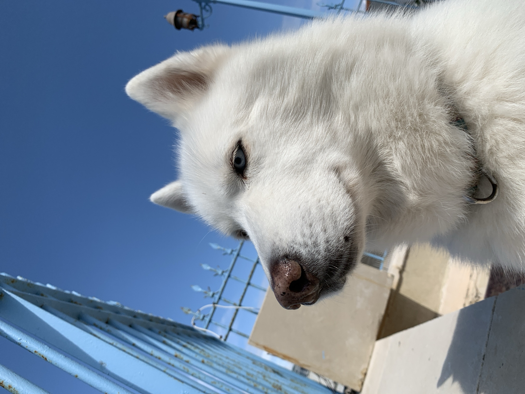 Morning life snapshots across Tel Aviv show dogs, architecture, daily routines