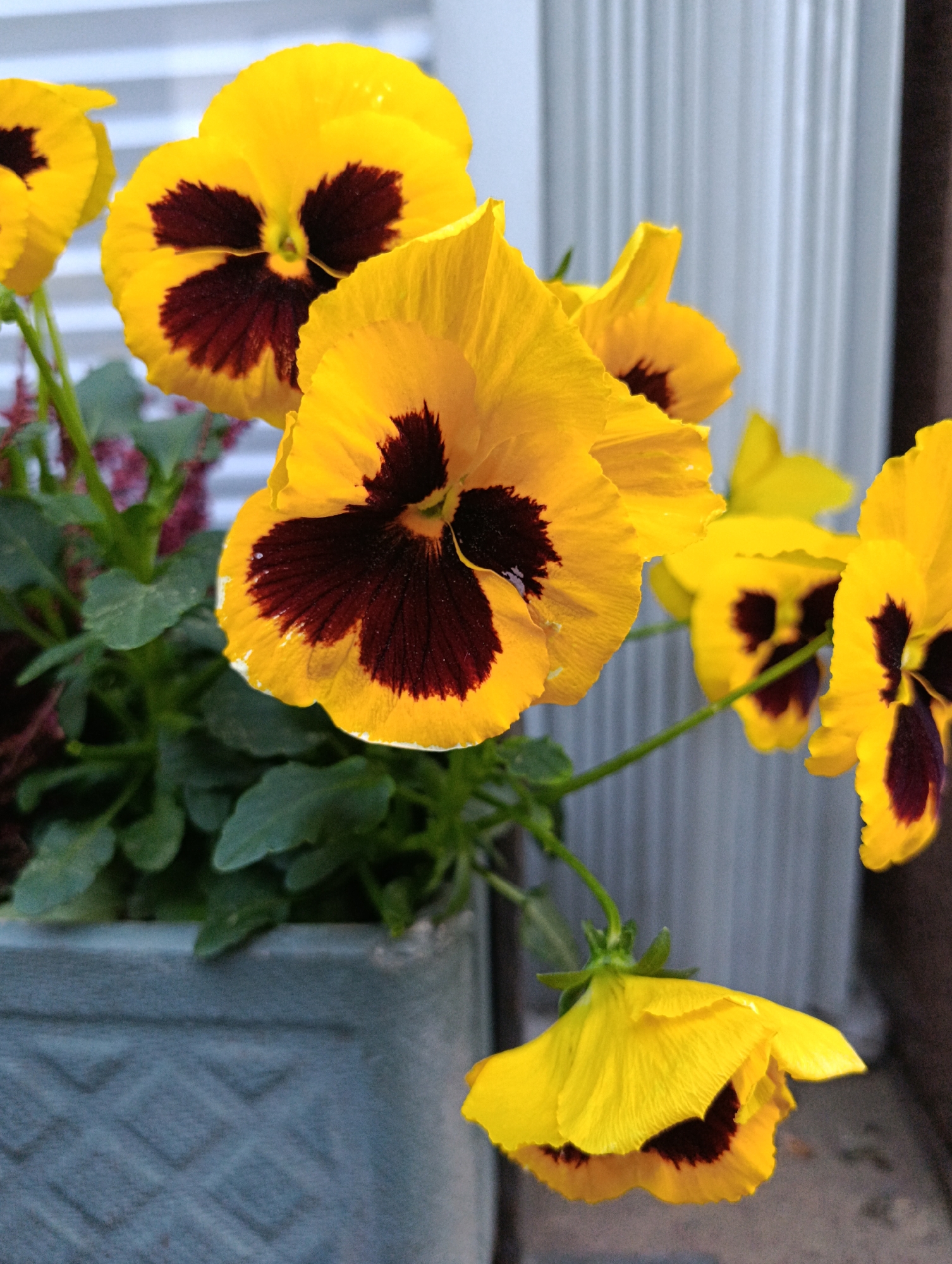 Spring day documented in European city with flowers, architecture