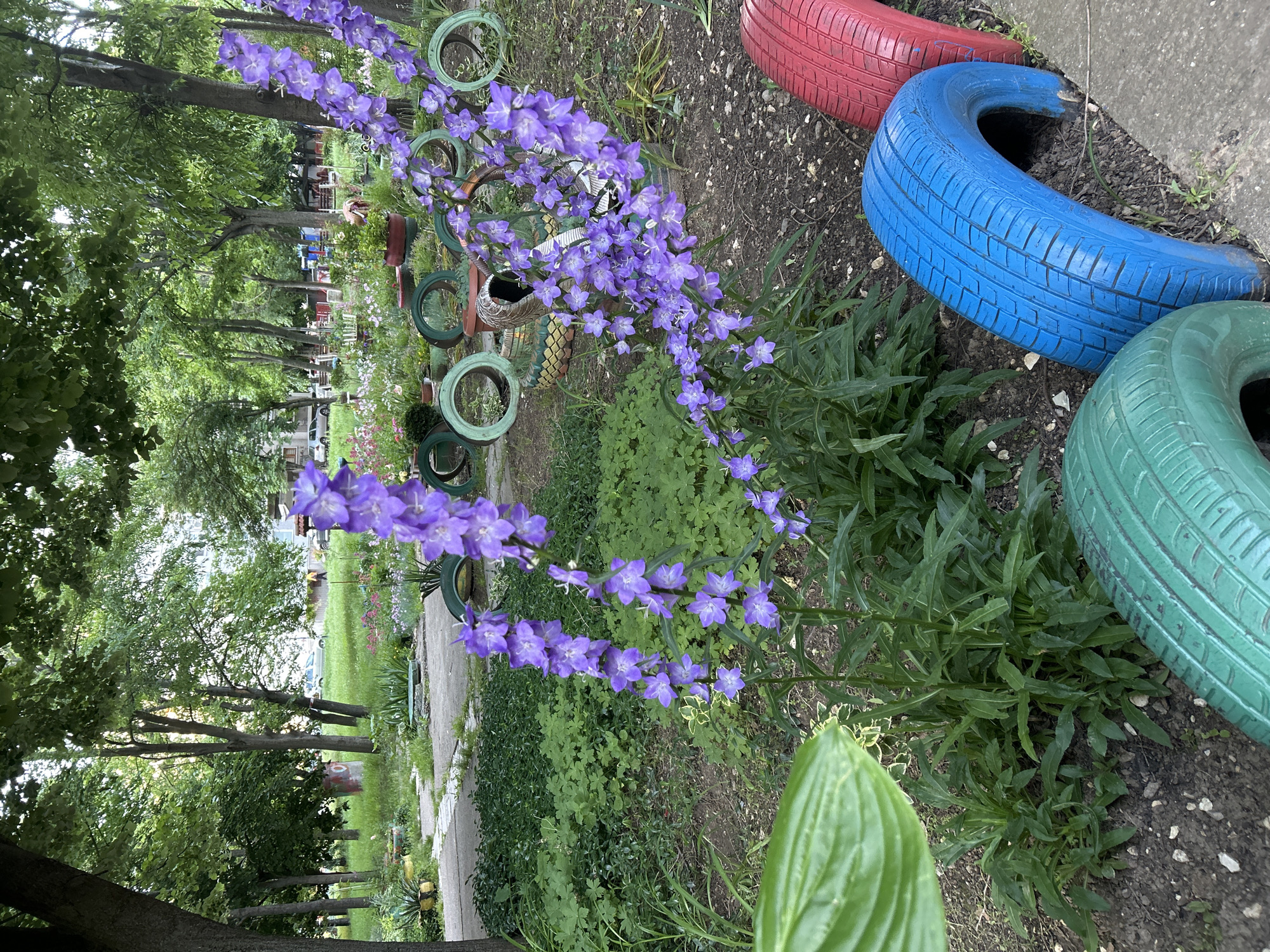 Early morning moments captured in Ruse garden and cafe