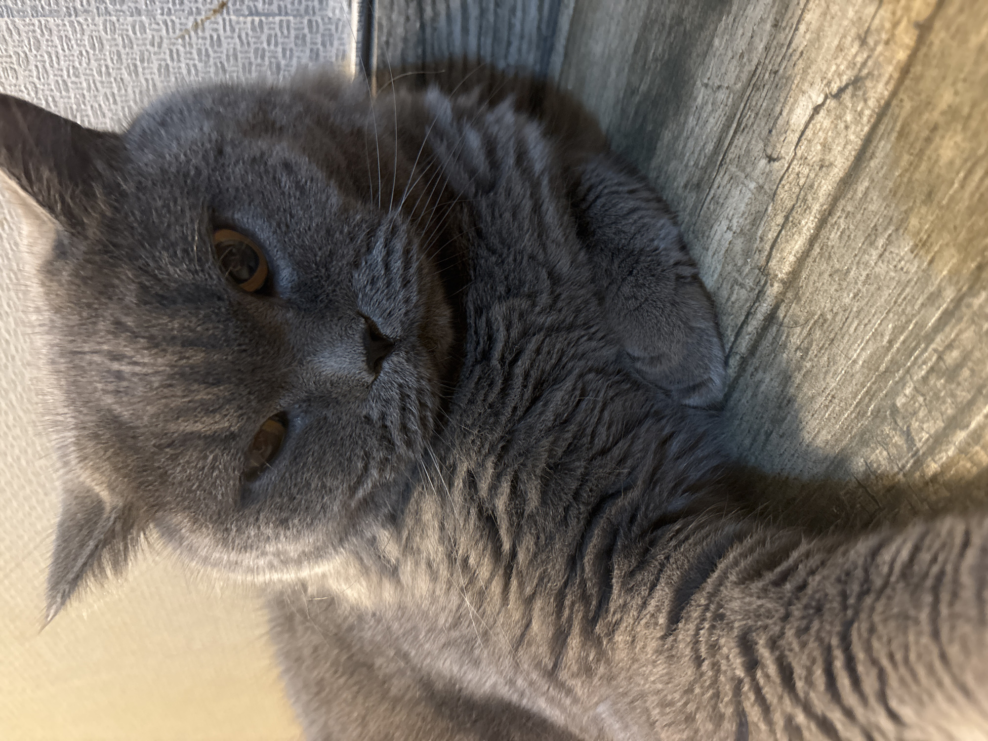 Domestic life captured: gray cat, flowers, fruit documented over two hours