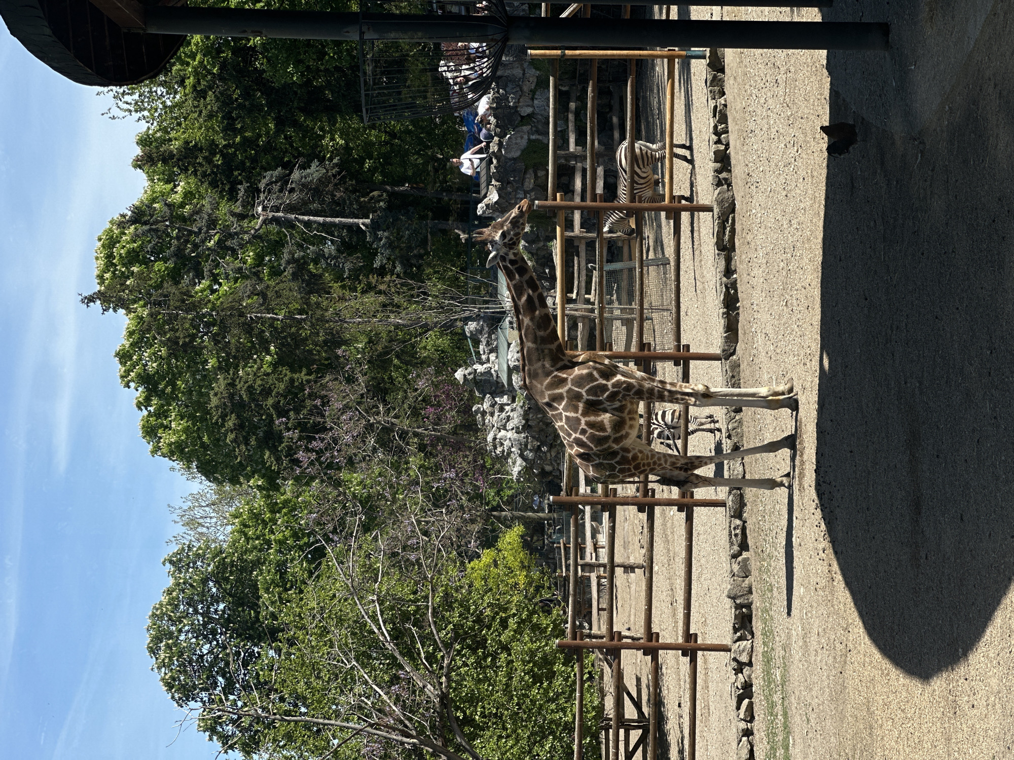 Visitor documents animals during afternoon trip to Belgrade Zoo