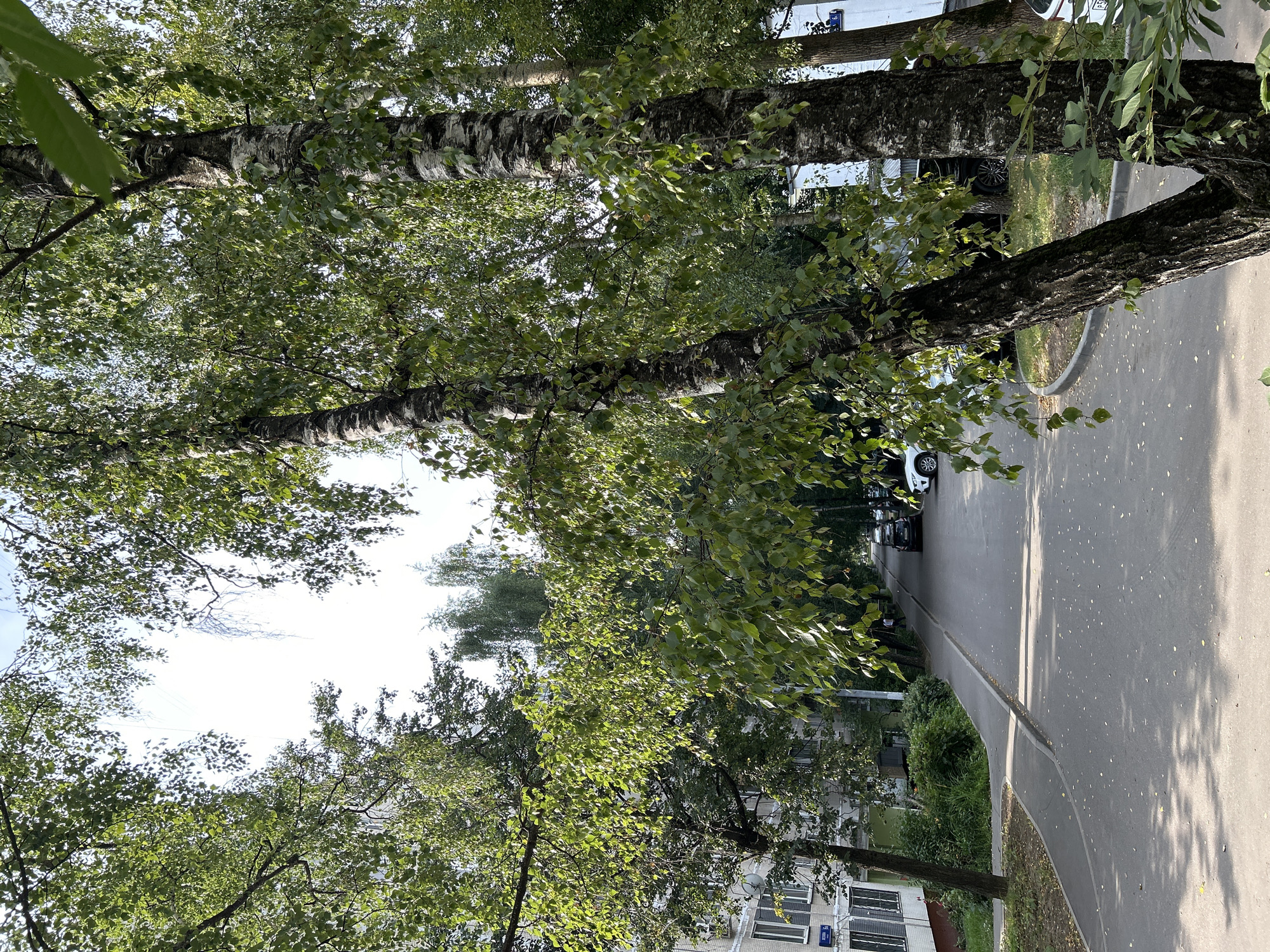 Quiet Moscow morning: street scenes, dogs, and a lot of cats