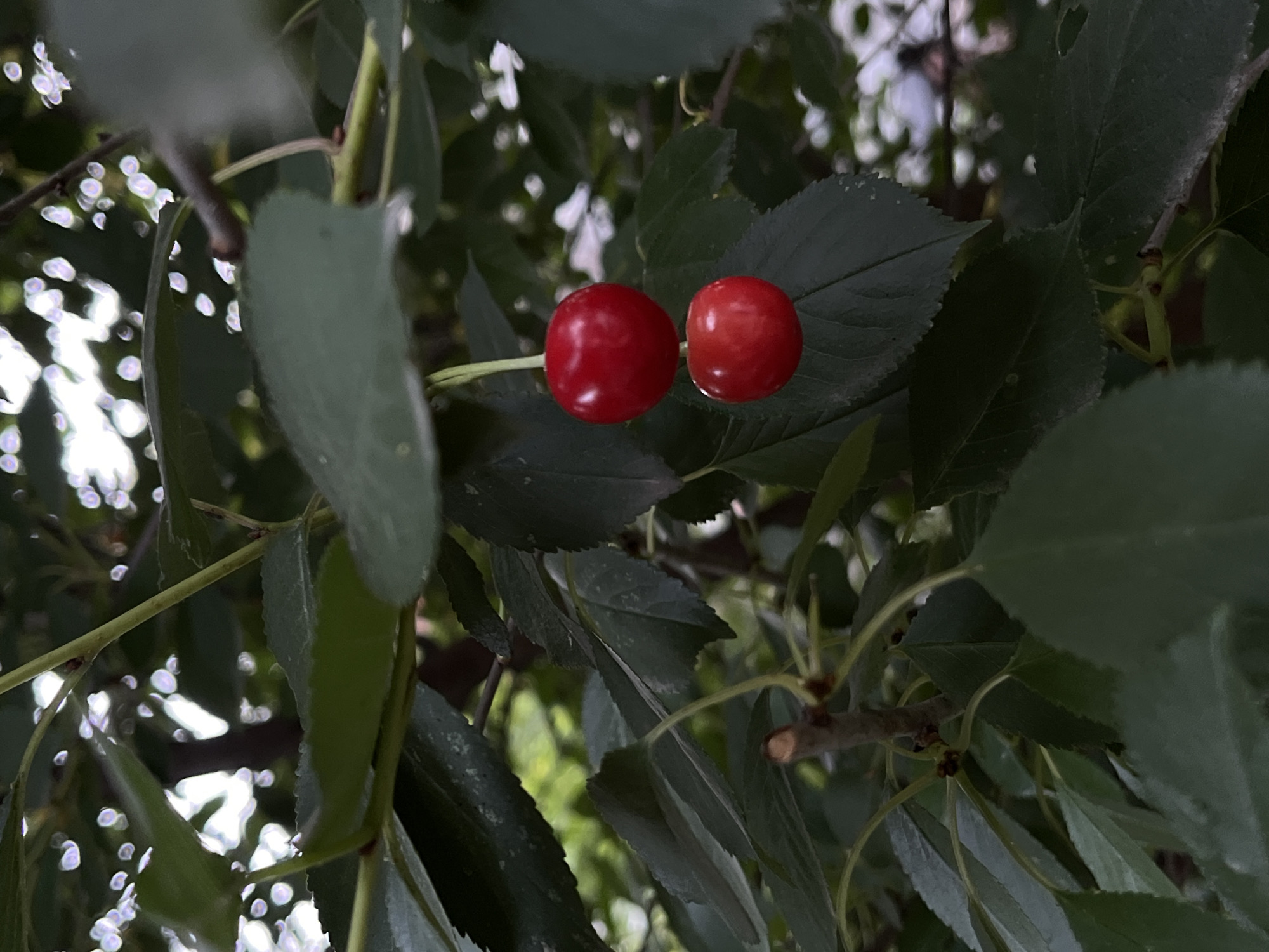 Summer afternoon at a Lviv home — fruit, dogs, and everyday details