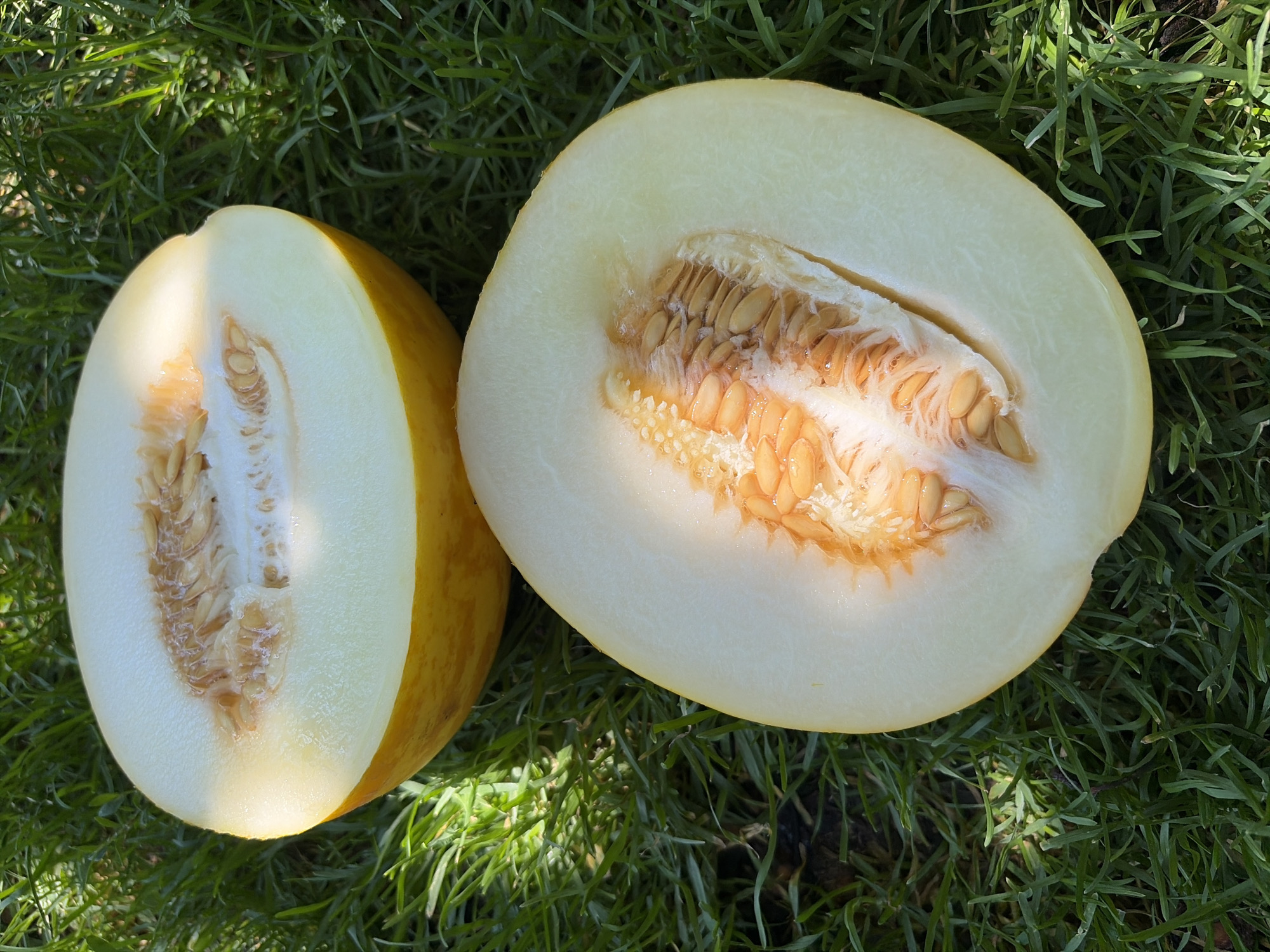 Cats and melons on a sunny Moldova morning