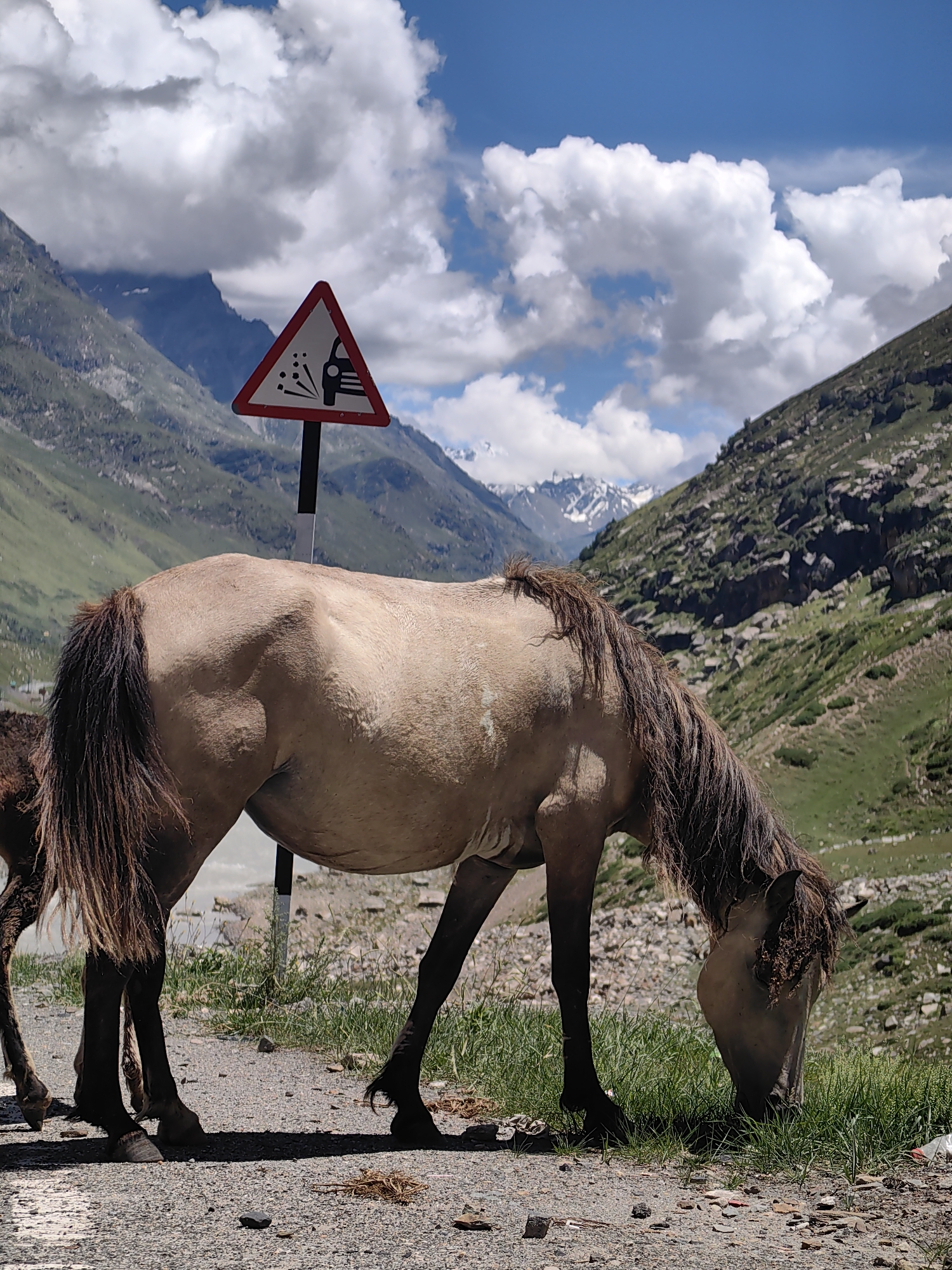 Motorcycle ride through Koksar's mountain roads, horses roaming free