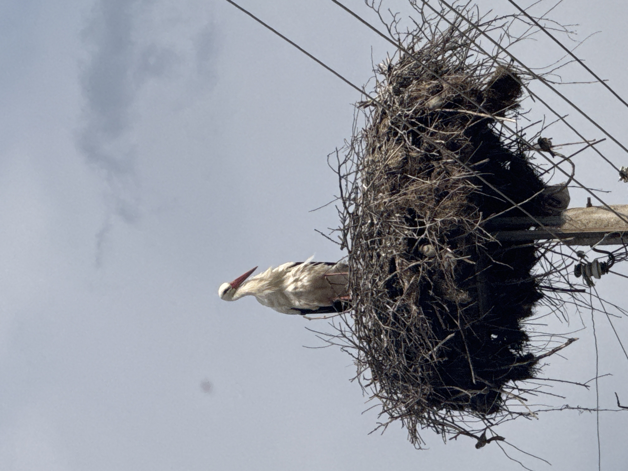 Stork nests atop utility pole in Bulgarian village