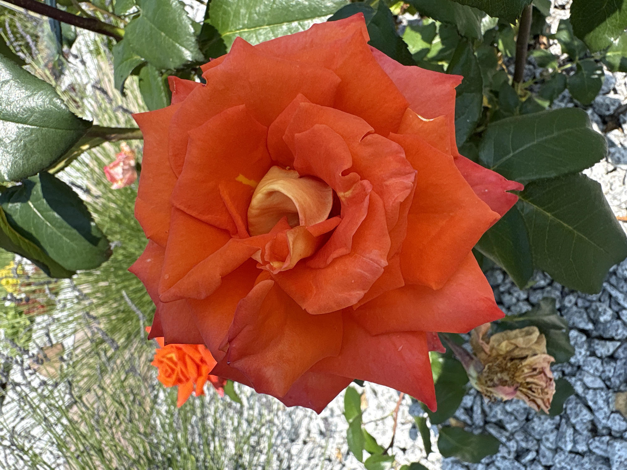 A well-tended Polish garden in full summer bloom
