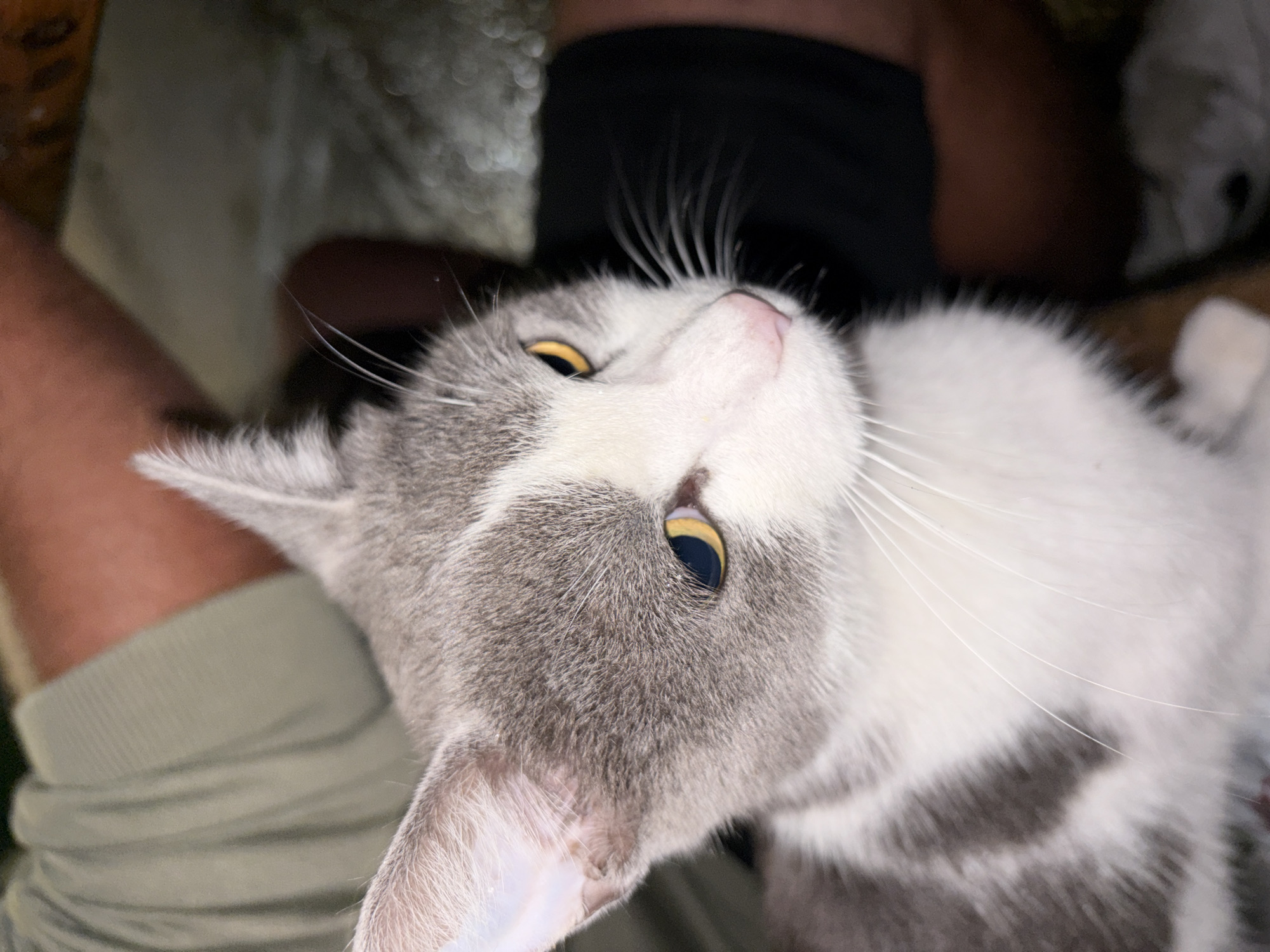 Grey cat making itself at home at a rainy Gabrovo hangout spot