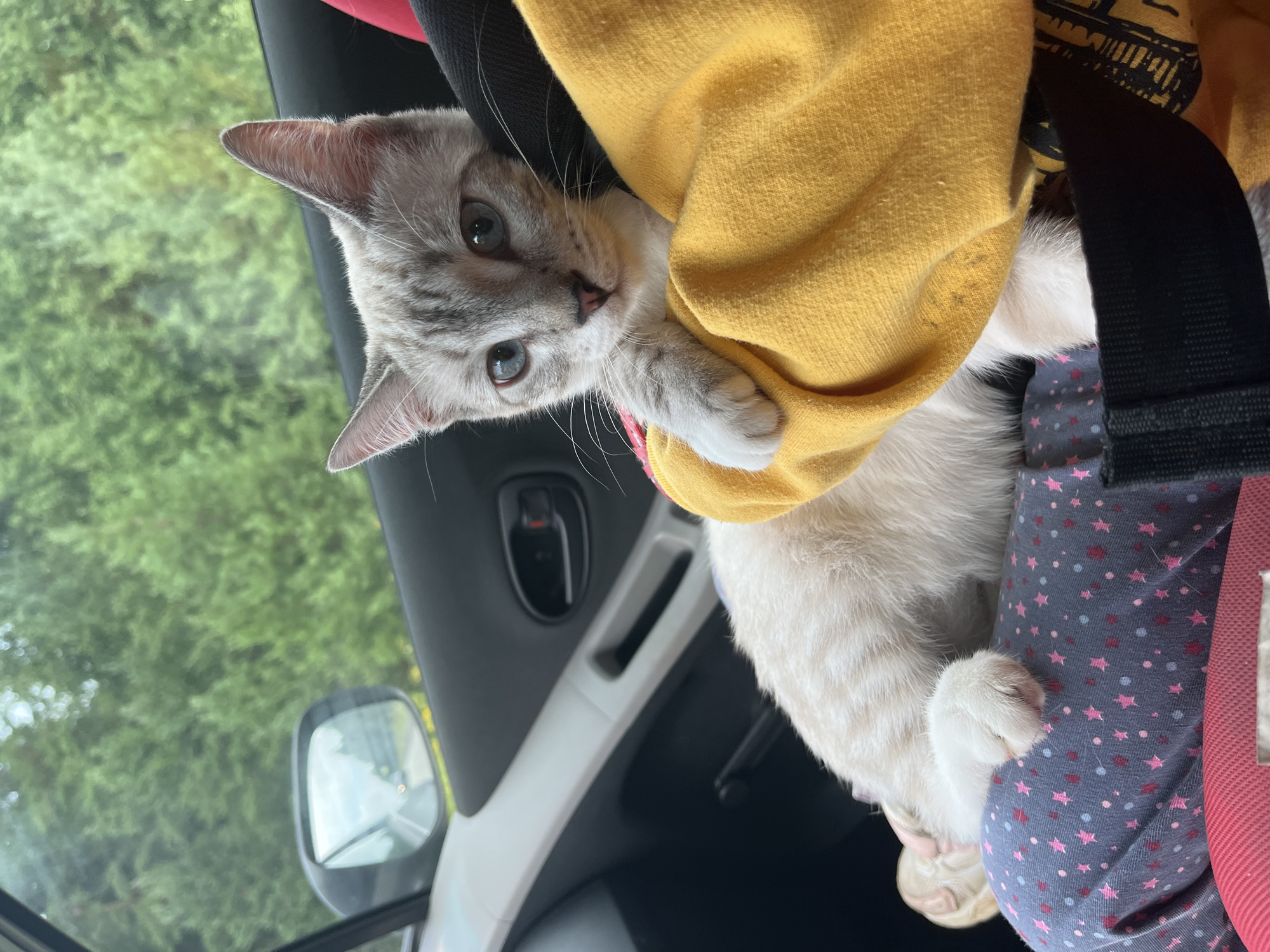 Kitten riding along through a wooded stretch of road