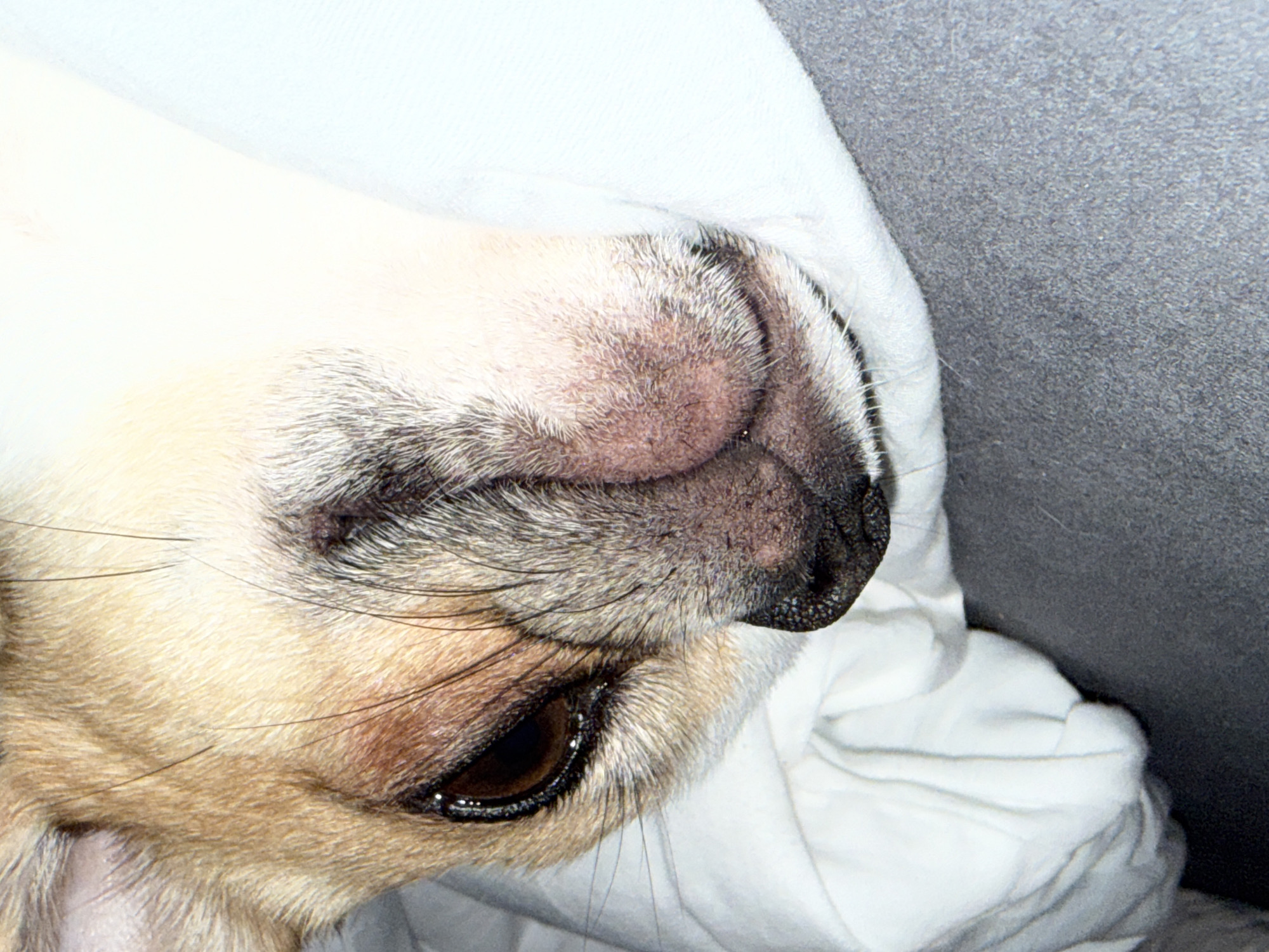 Dog rests under blanket in early morning Berlin scene