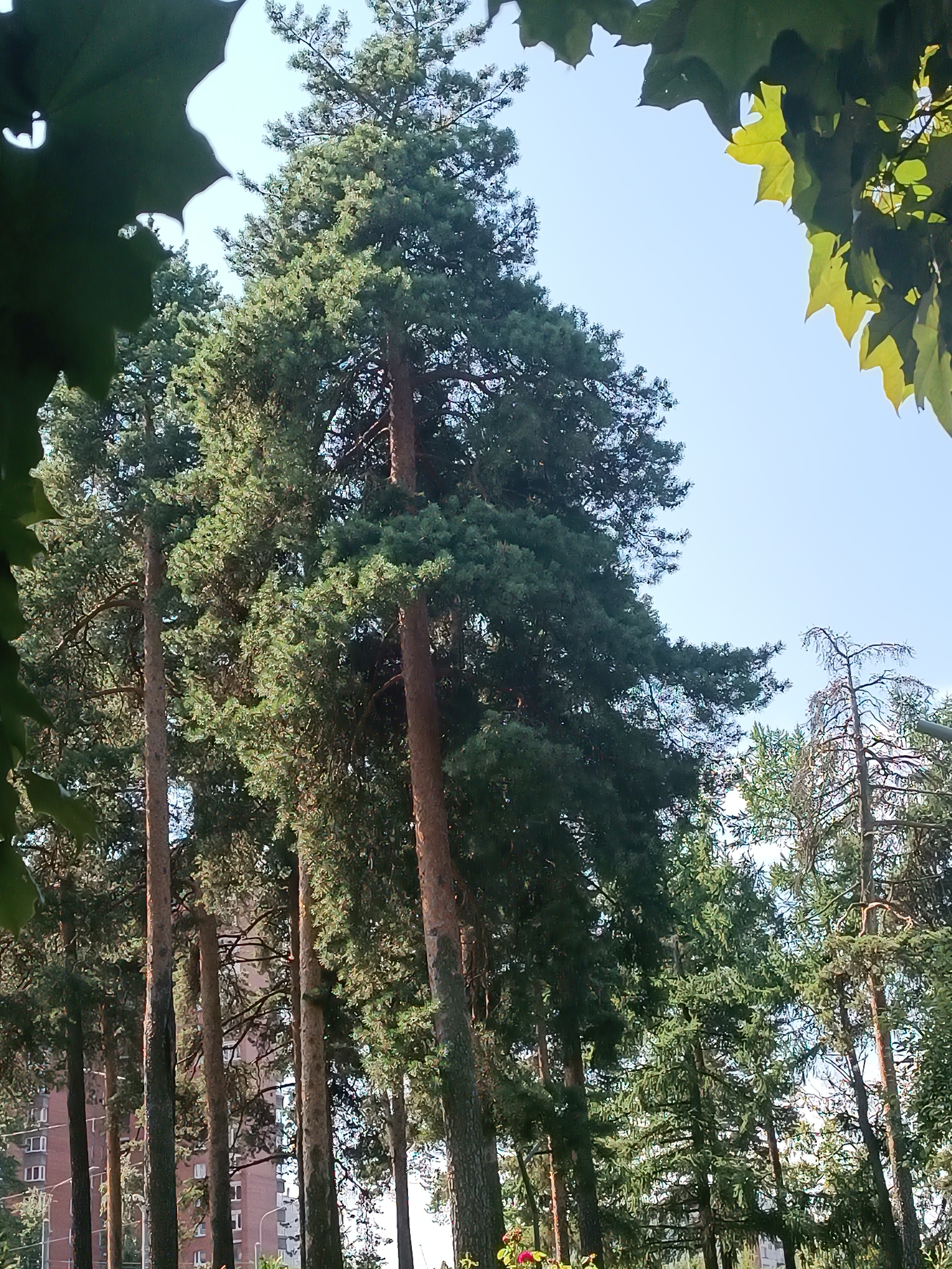 Sunny park paths and pine trees on a summer morning