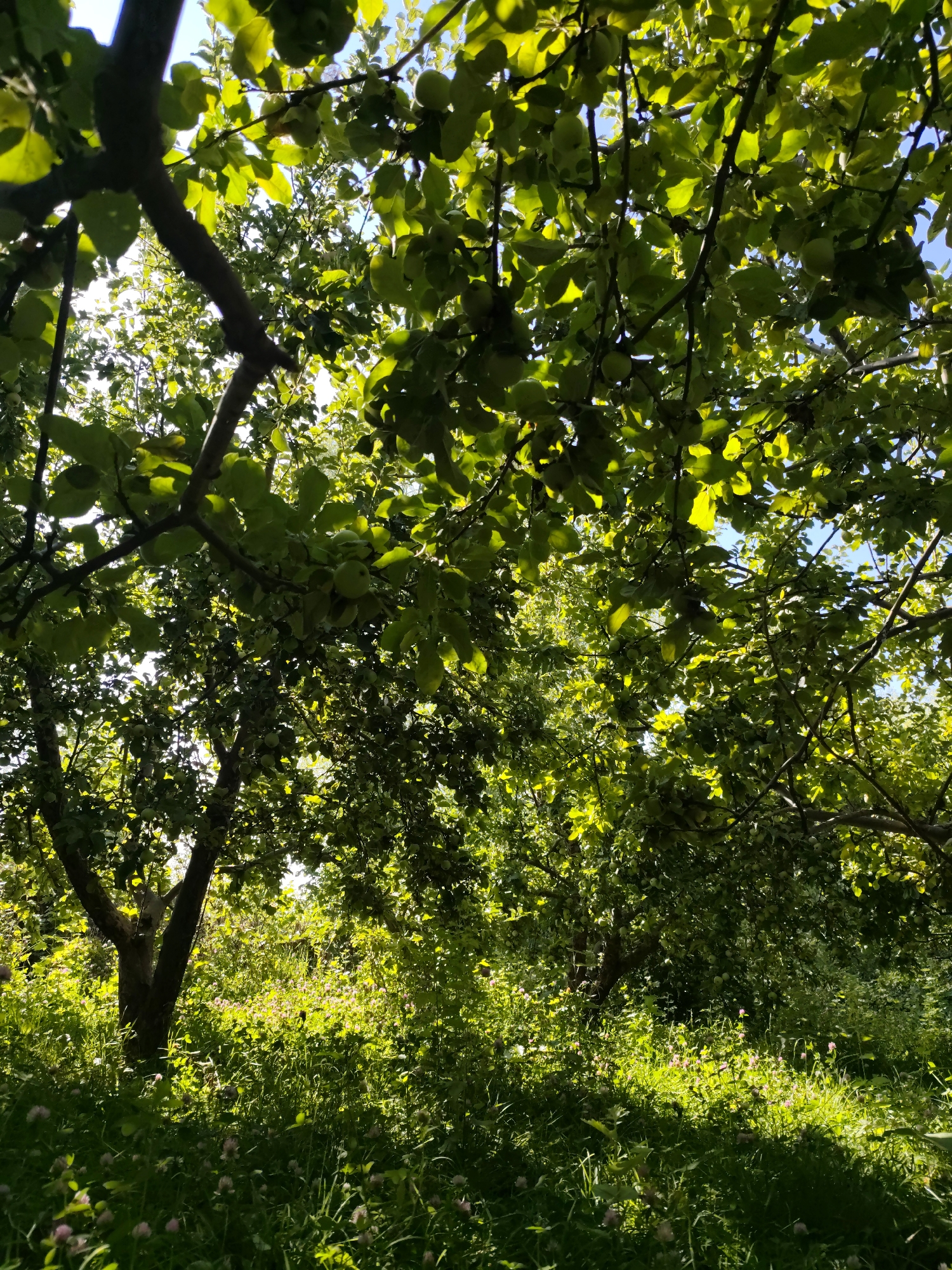 Apple orchard in full fruit, Korumdu, Kyrgyzstan