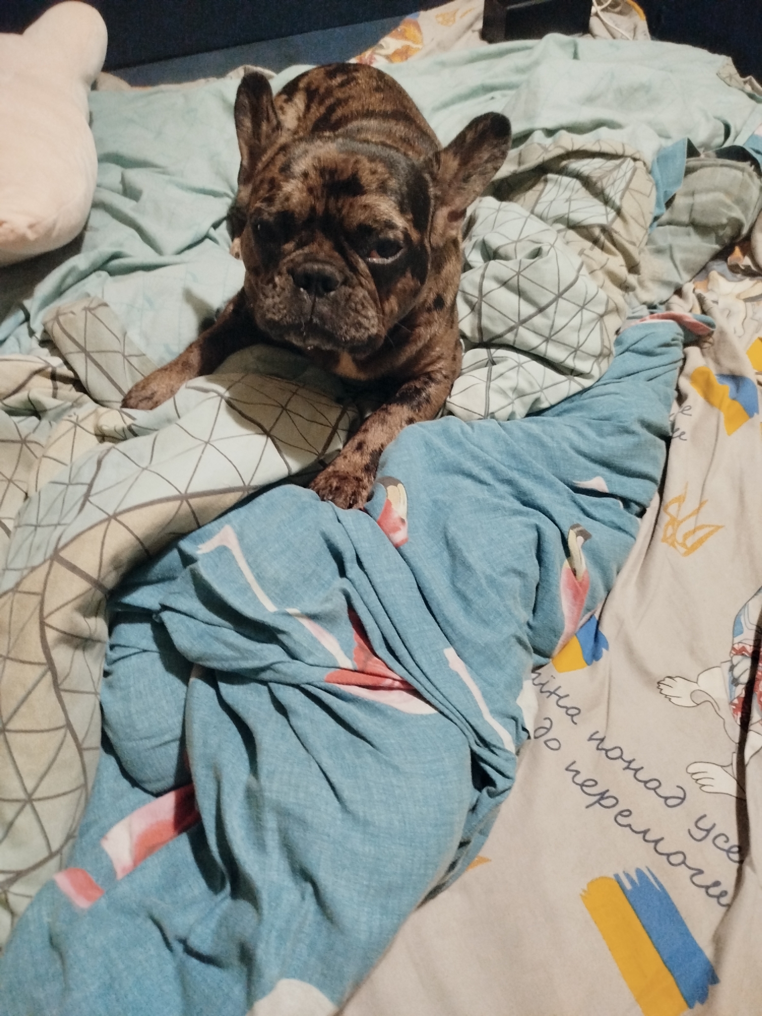 French Bulldog chills at home alongside a plate of pasta