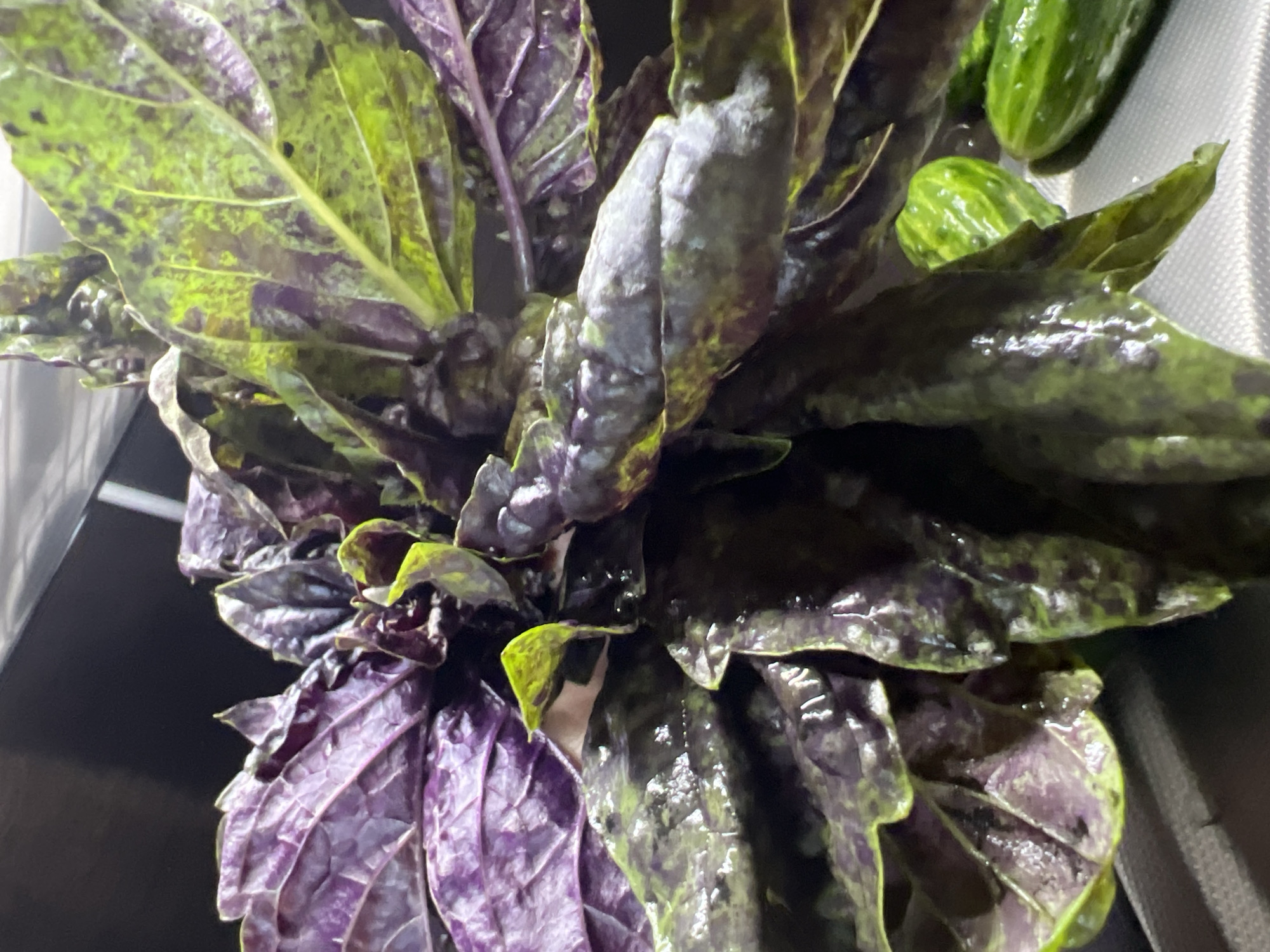 Lazy summer afternoon at home: fresh produce, cats, and couch time