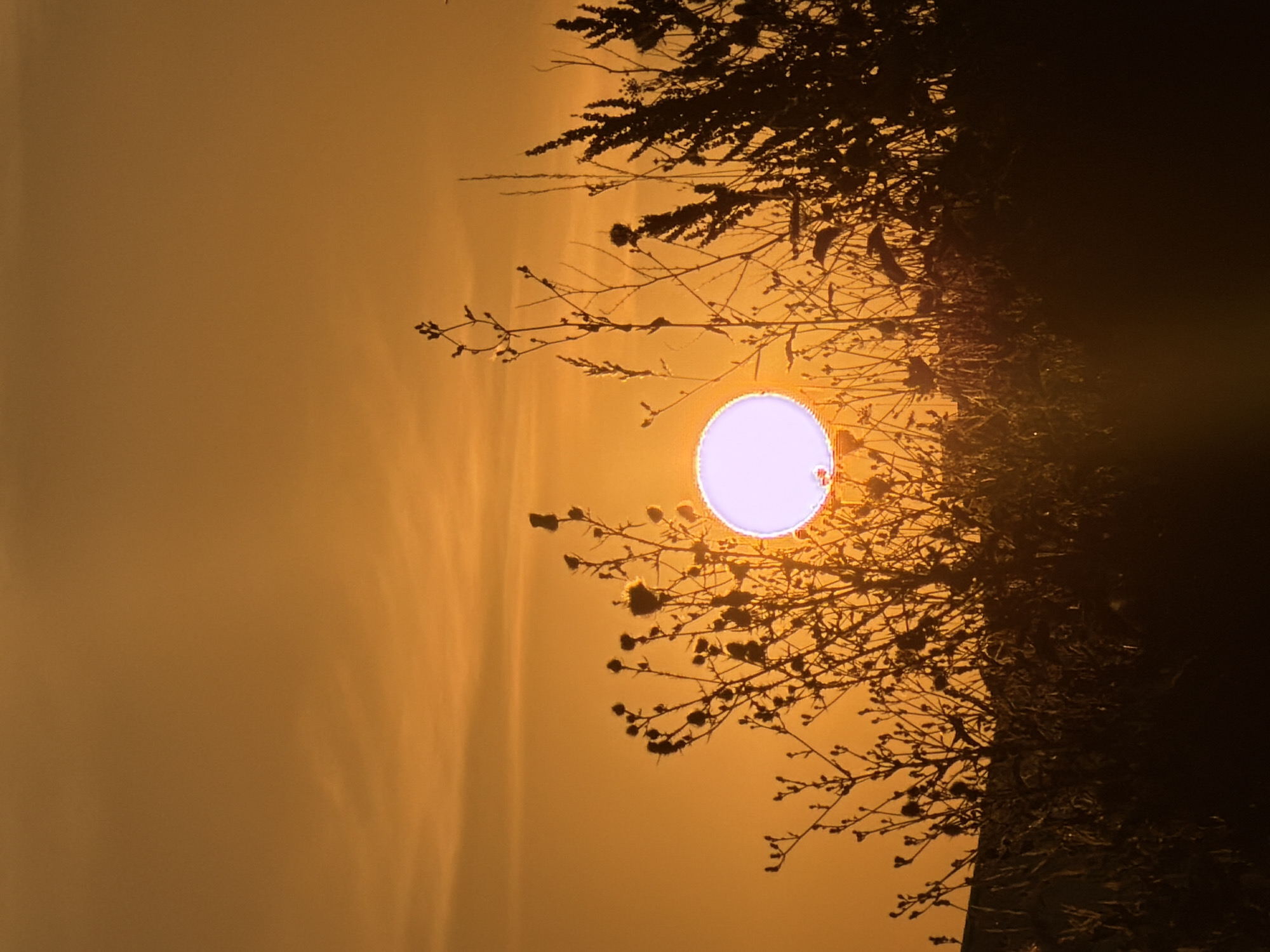 Early morning sun through silhouetted trees in Leudelange