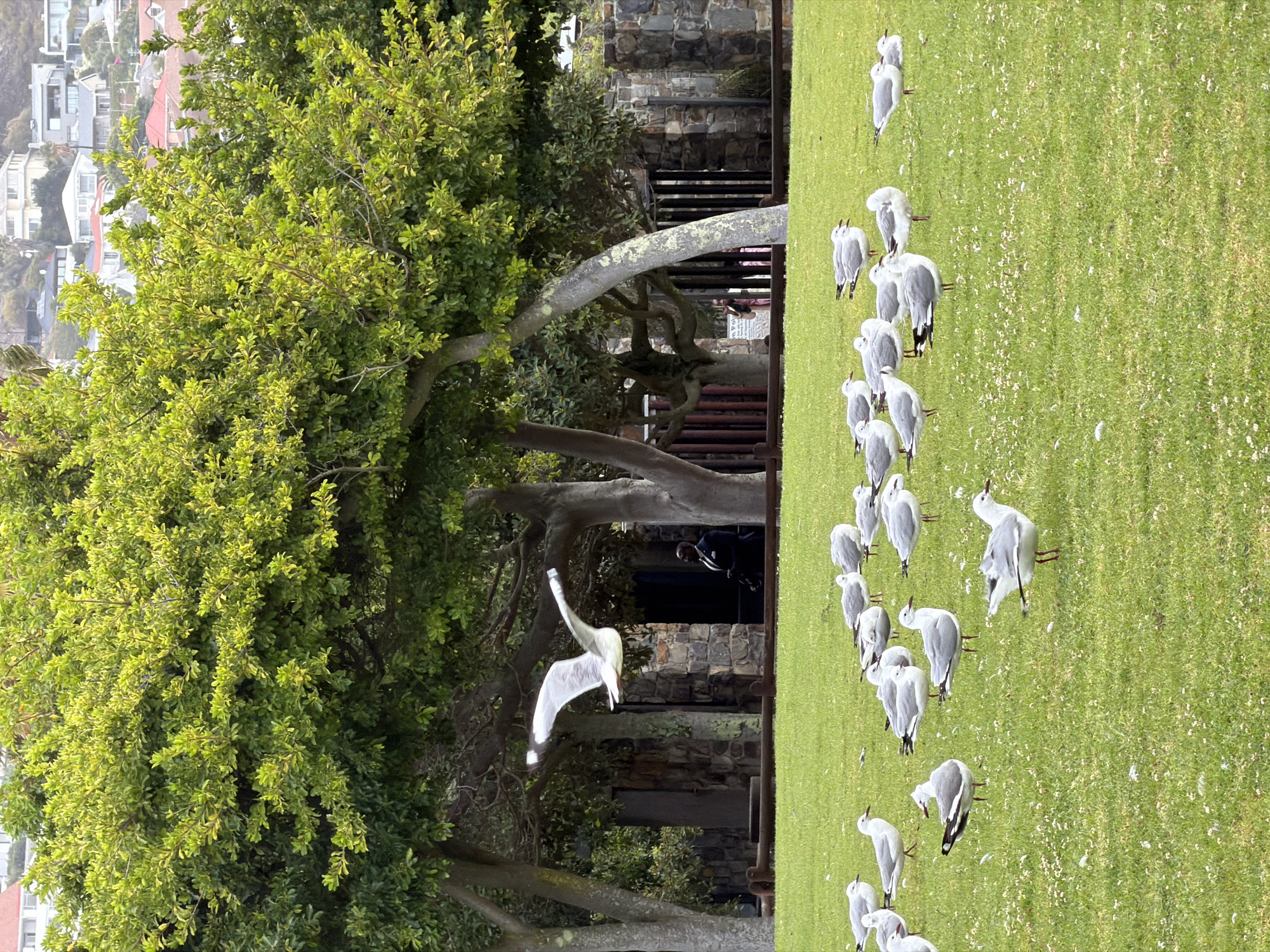 Seagull flock gathers on Cape Point Nature Reserve lawn