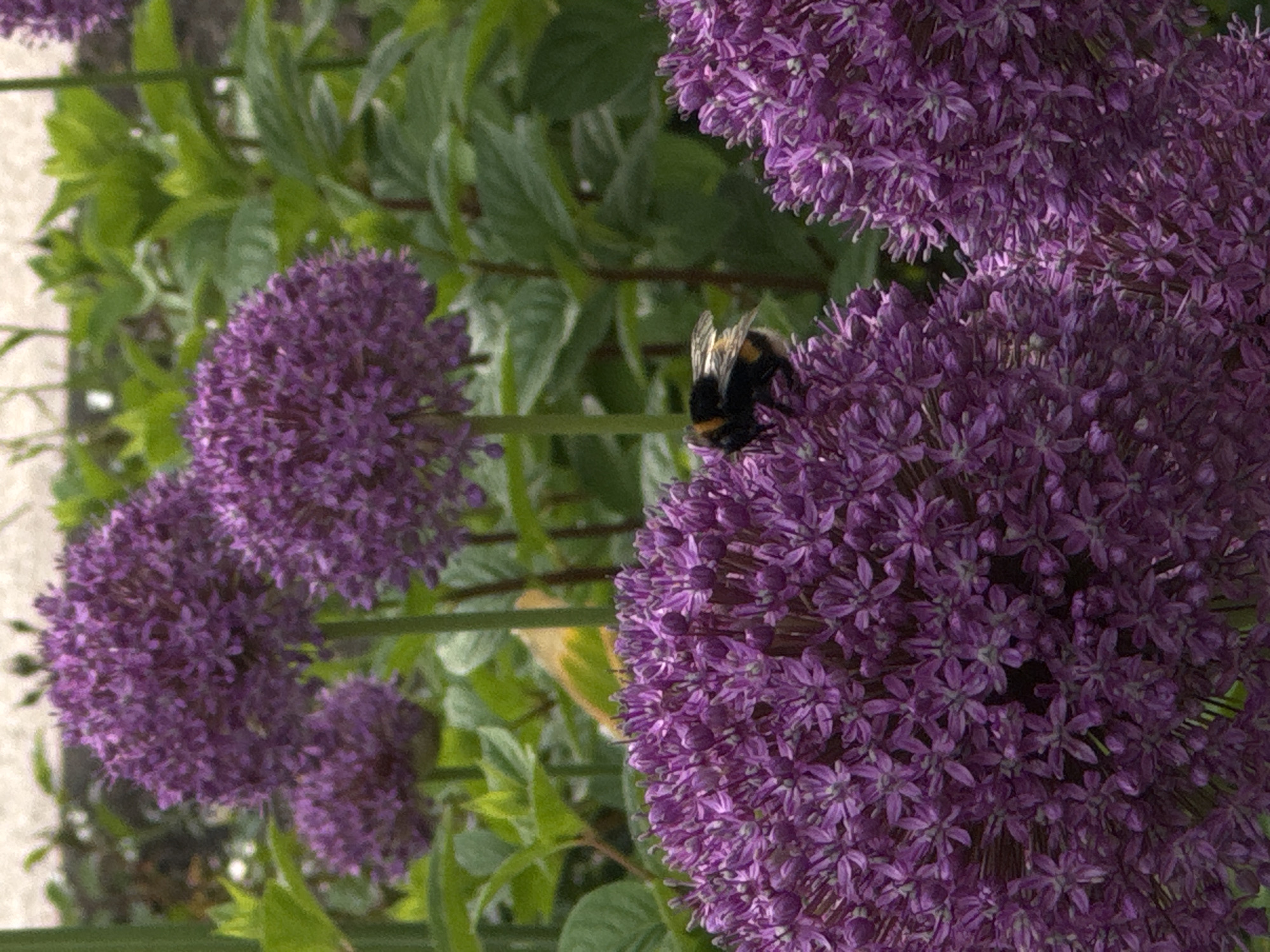 Urban Wildlife Documentation: Bees, Birds, Flowers Observed Over Hour