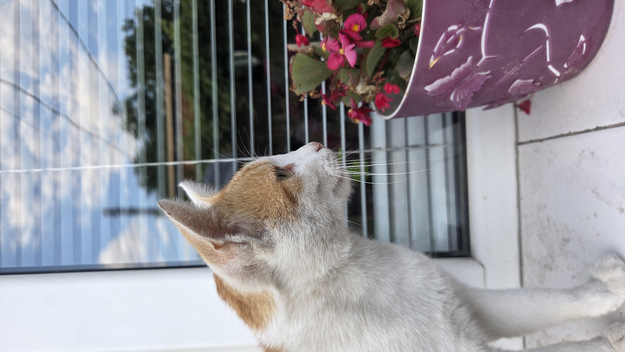 Cats, car trinkets, and a window selfie in Bania
