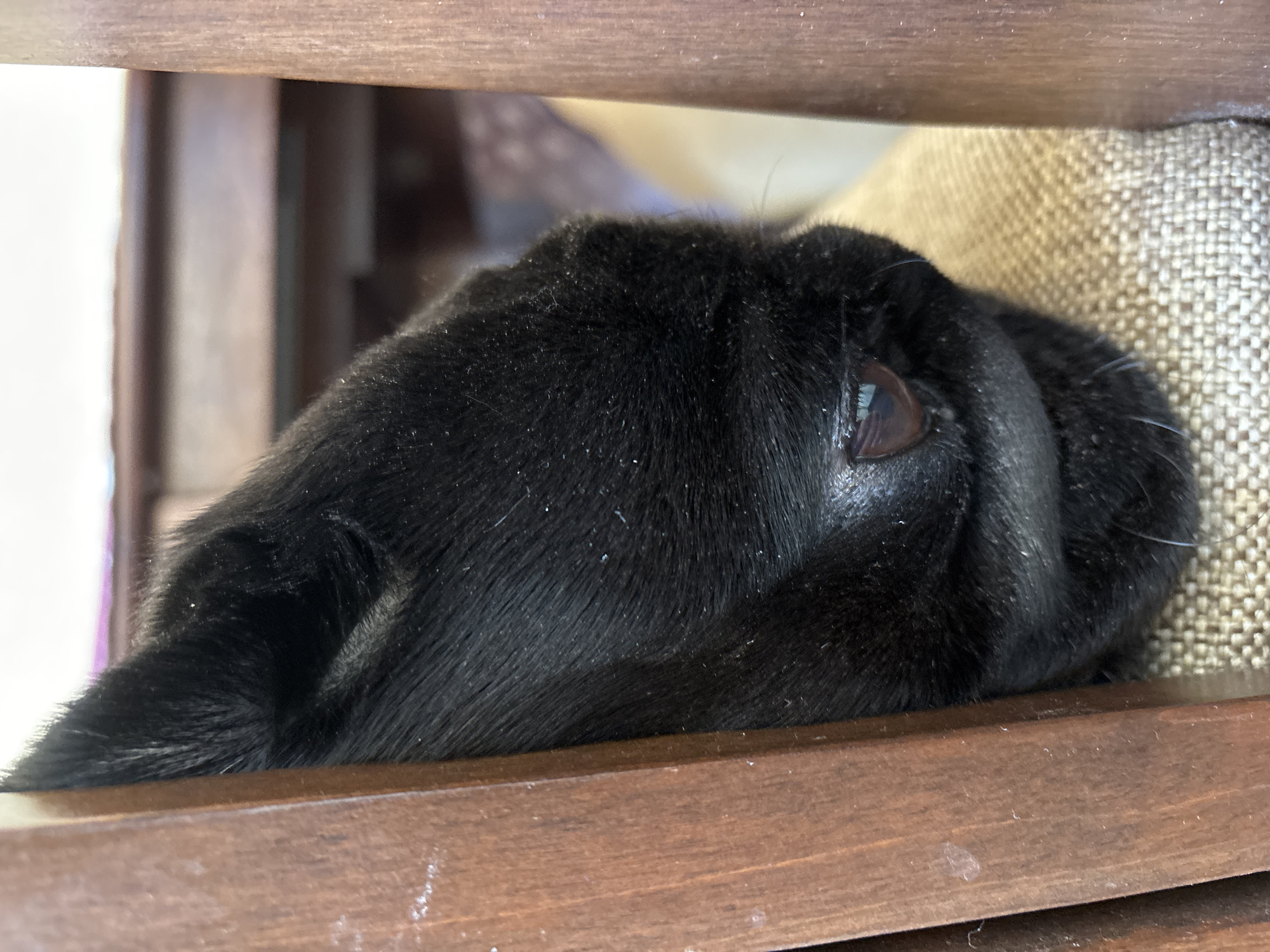 Black pug rests on furniture in Shadrinsk home