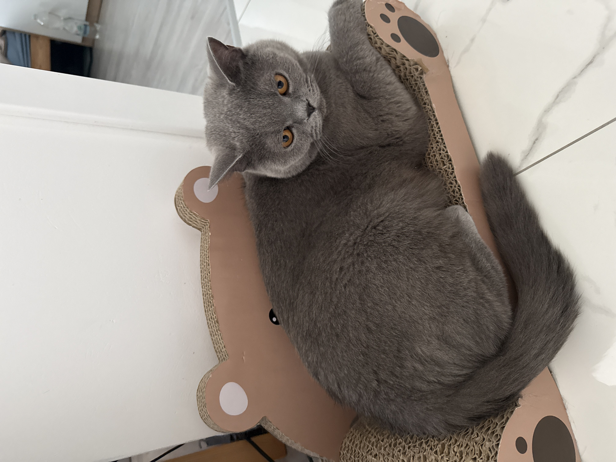 Grey British Shorthair relaxing around the house in Zielona Góra