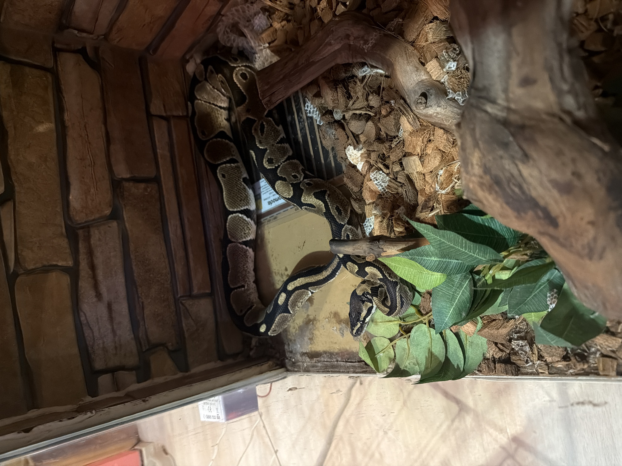 Ball python spotted in terrarium habitat in Sofia