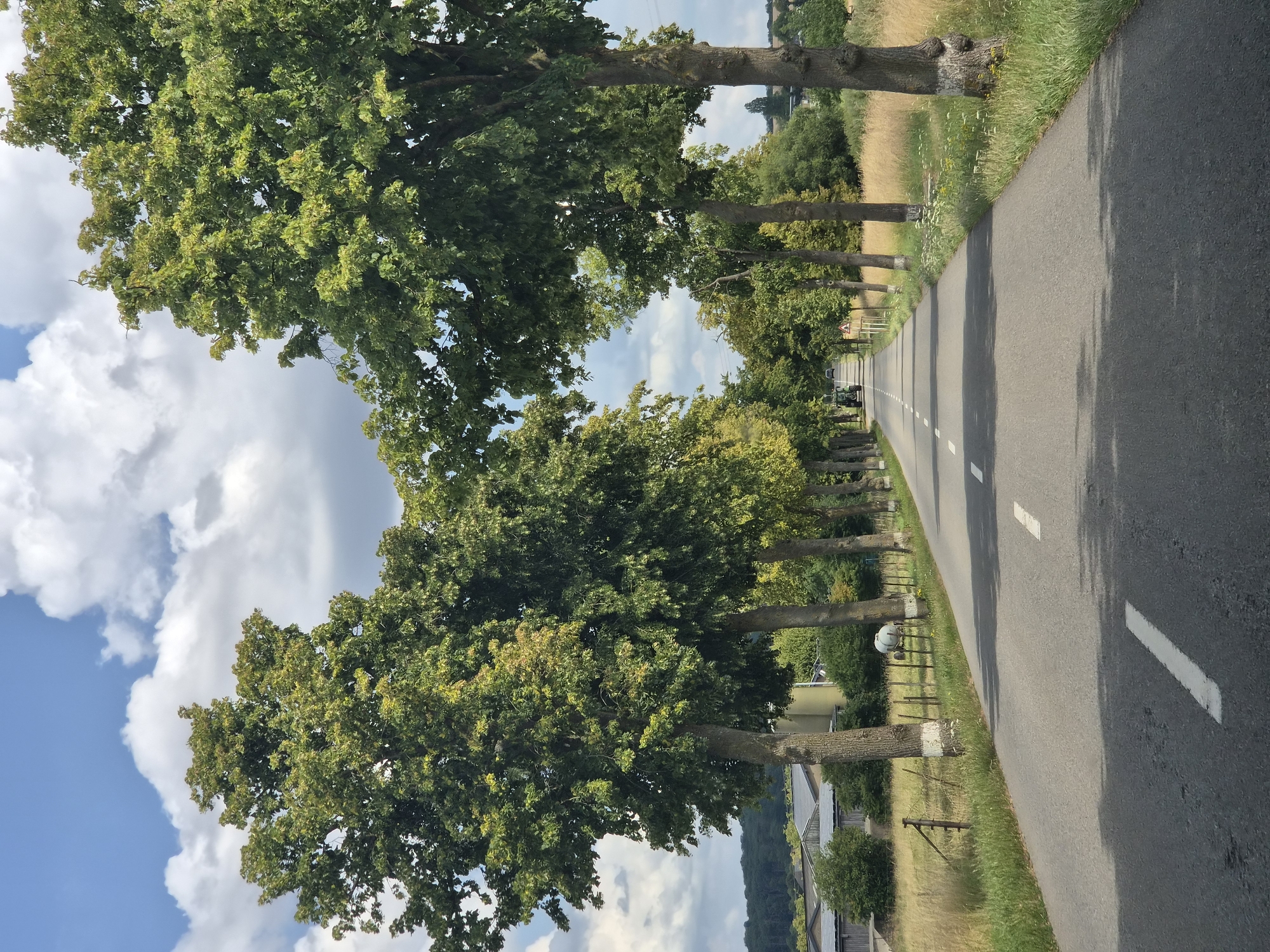 Peaceful tree-lined road curving through rural Mondorf-les-Bains