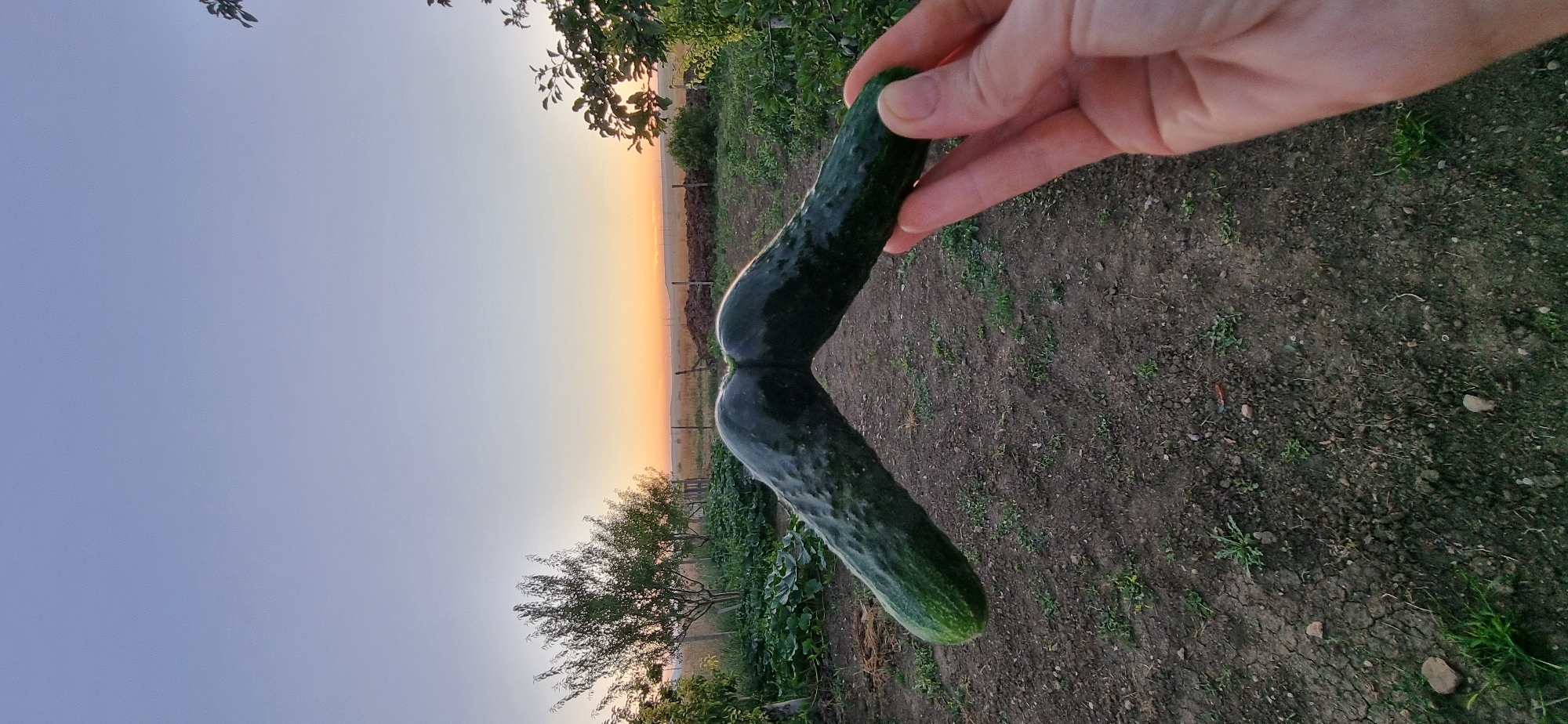 Oddly shaped cucumber held up in a dusk garden