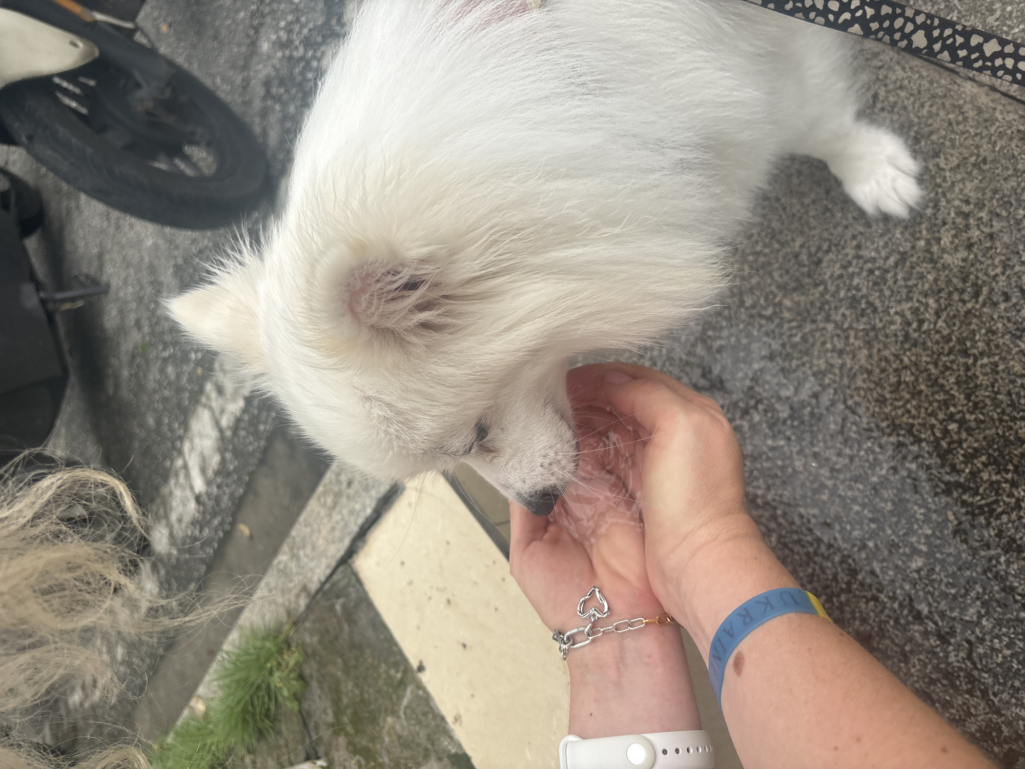 White dog on a walk through Nanhai District