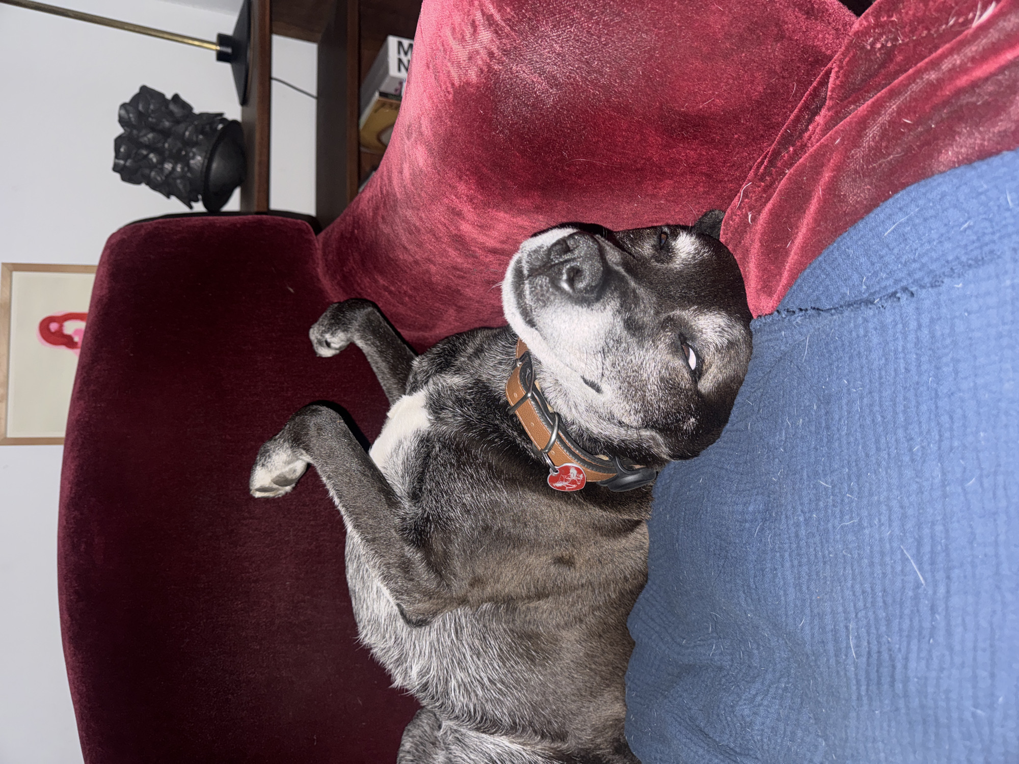 Dog rests on couch during quiet New York morning